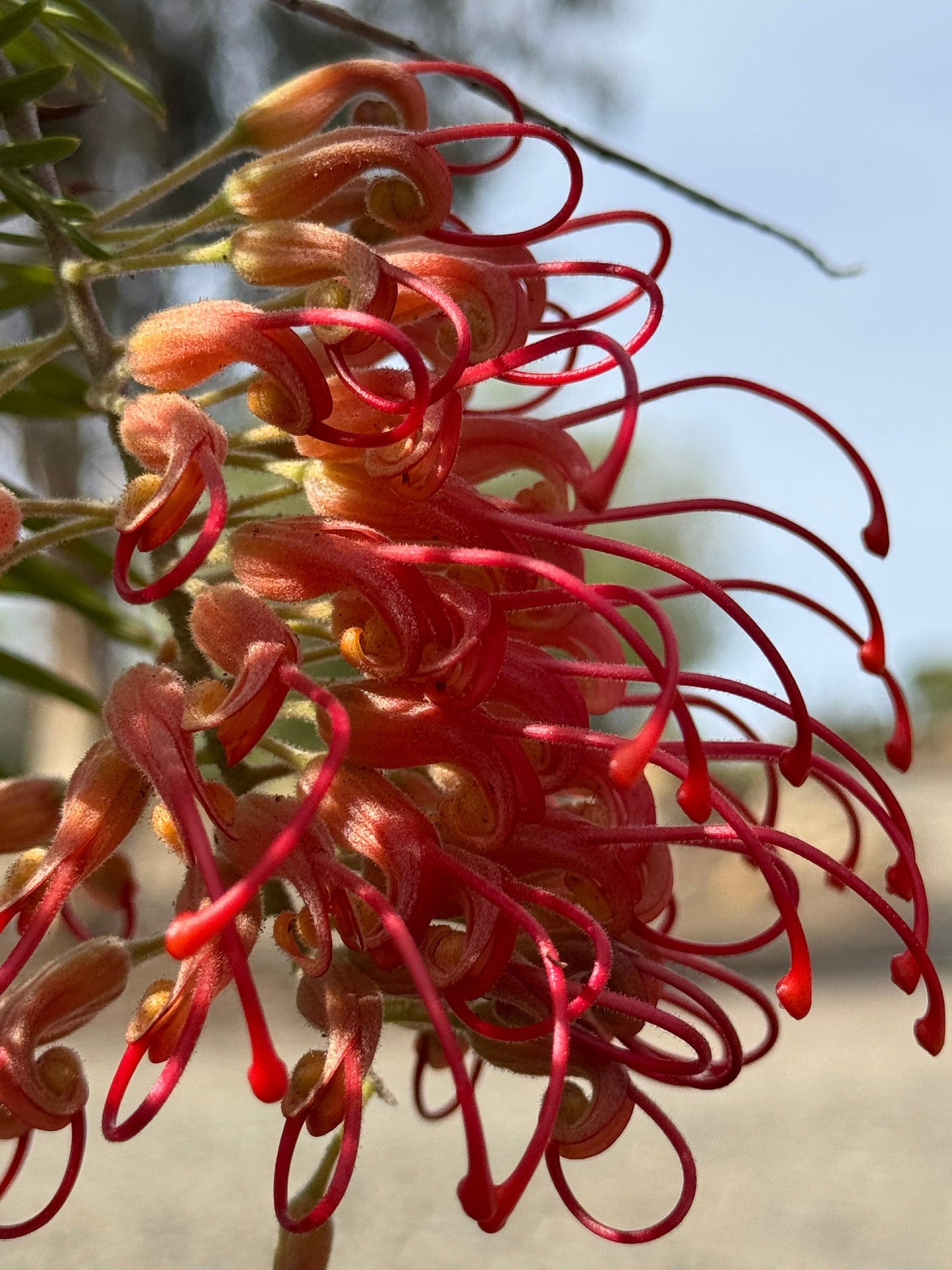 Grevillea Robyn Gordon: A Fiery Display of Color for Your Garden - Bonte Farm