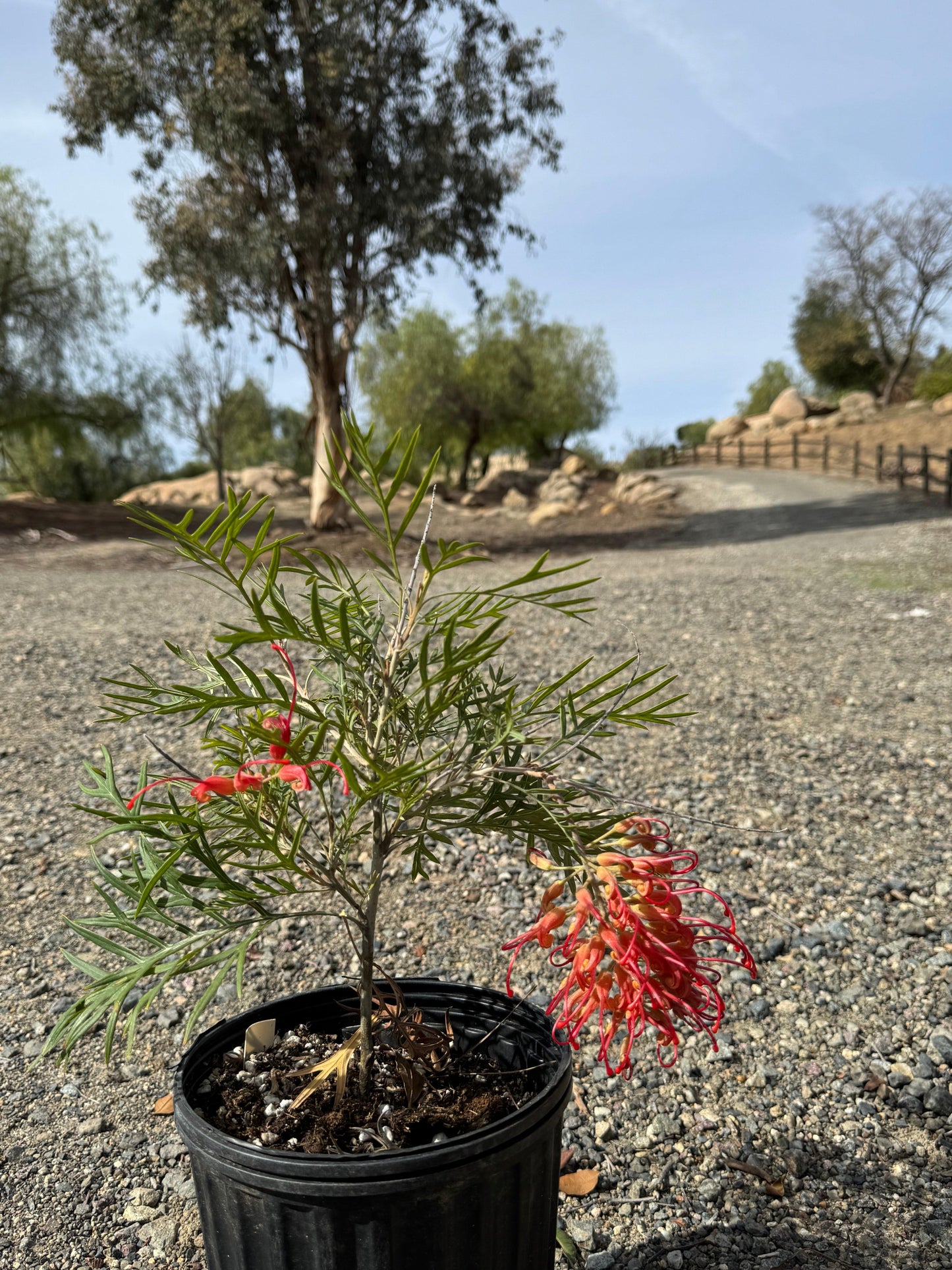 Grevillea Robyn Gordon: A Fiery Display of Color for Your Garden - Bonte Farm