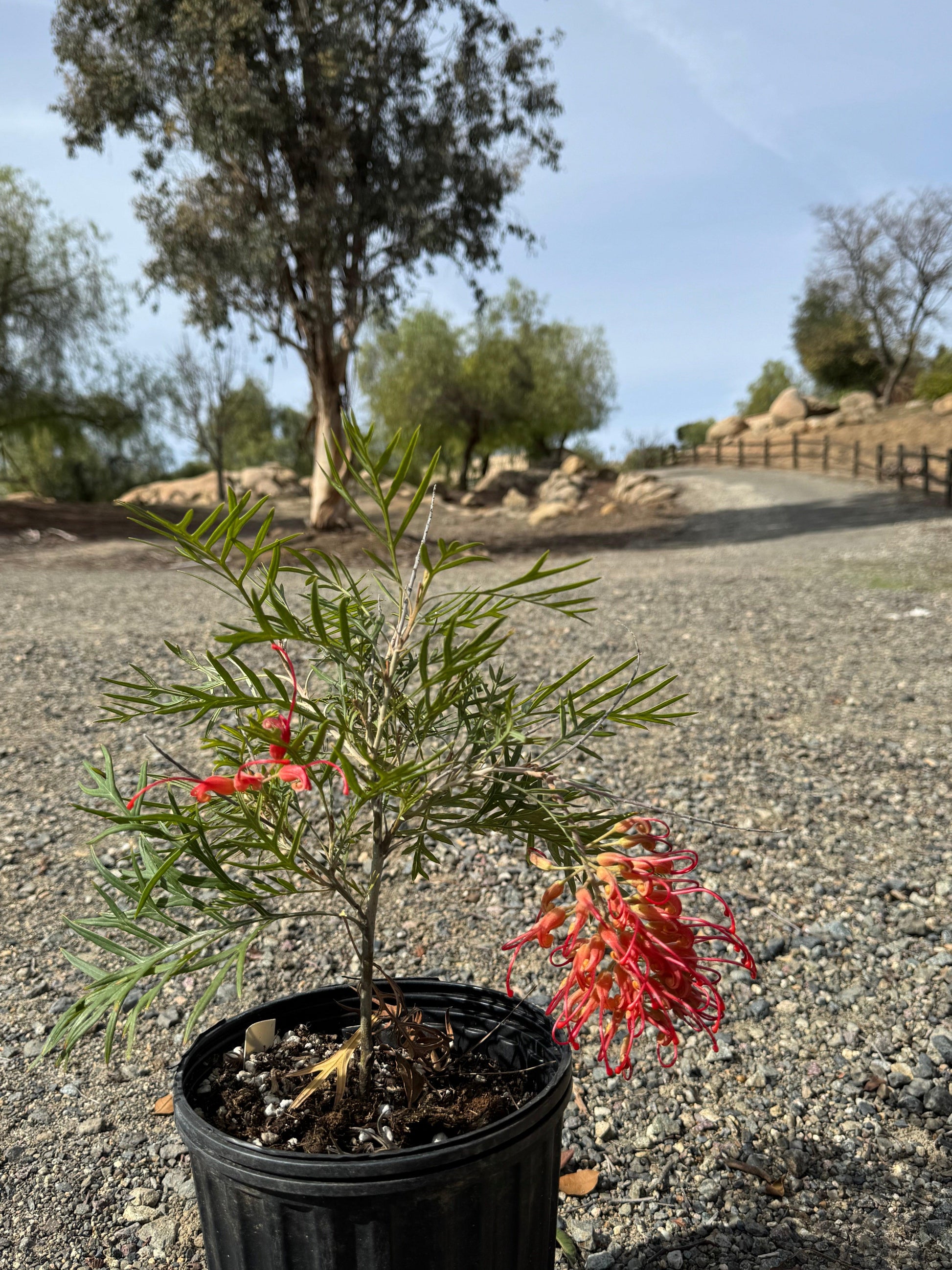 Grevillea Robyn Gordon: A Fiery Display of Color for Your Garden - Bonte Farm