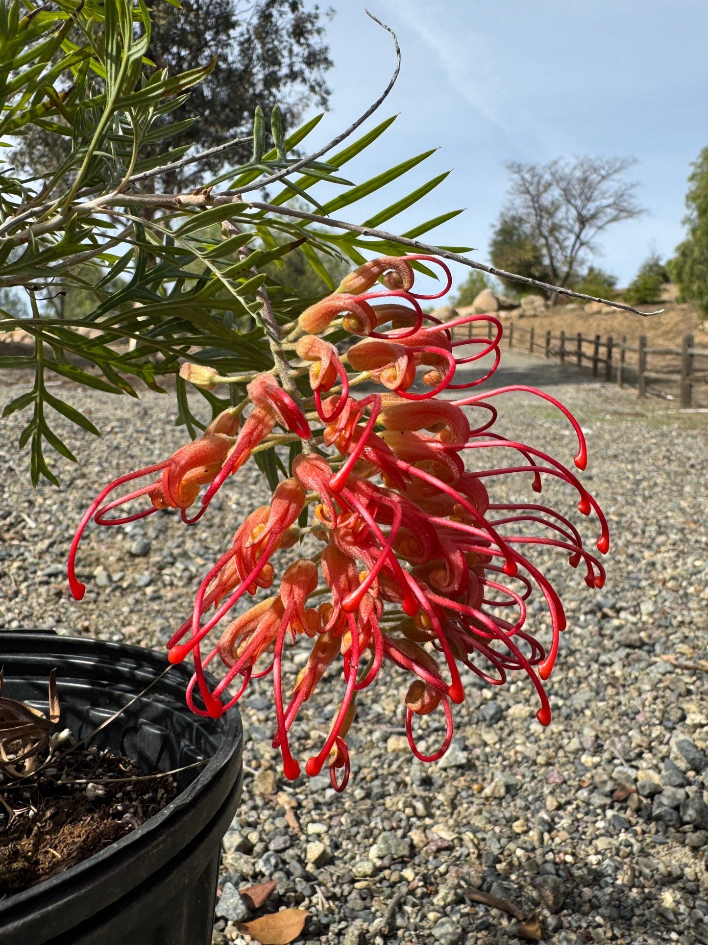 Grevillea Robyn Gordon: A Fiery Display of Color for Your Garden - Bonte Farm
