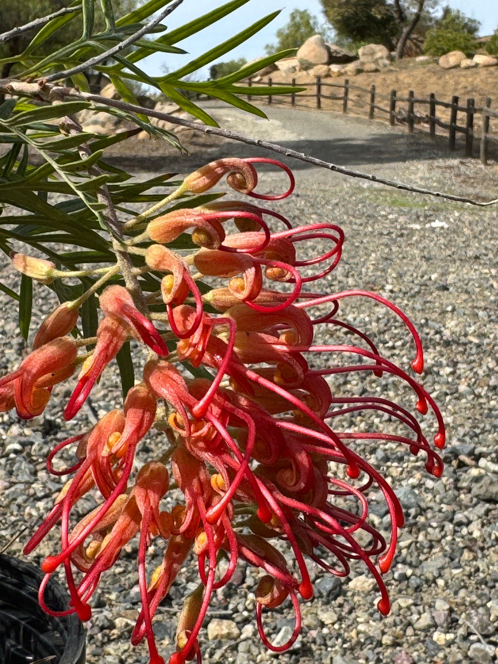 Grevillea Robyn Gordon flower with vibrant red and orange blooms outdoors