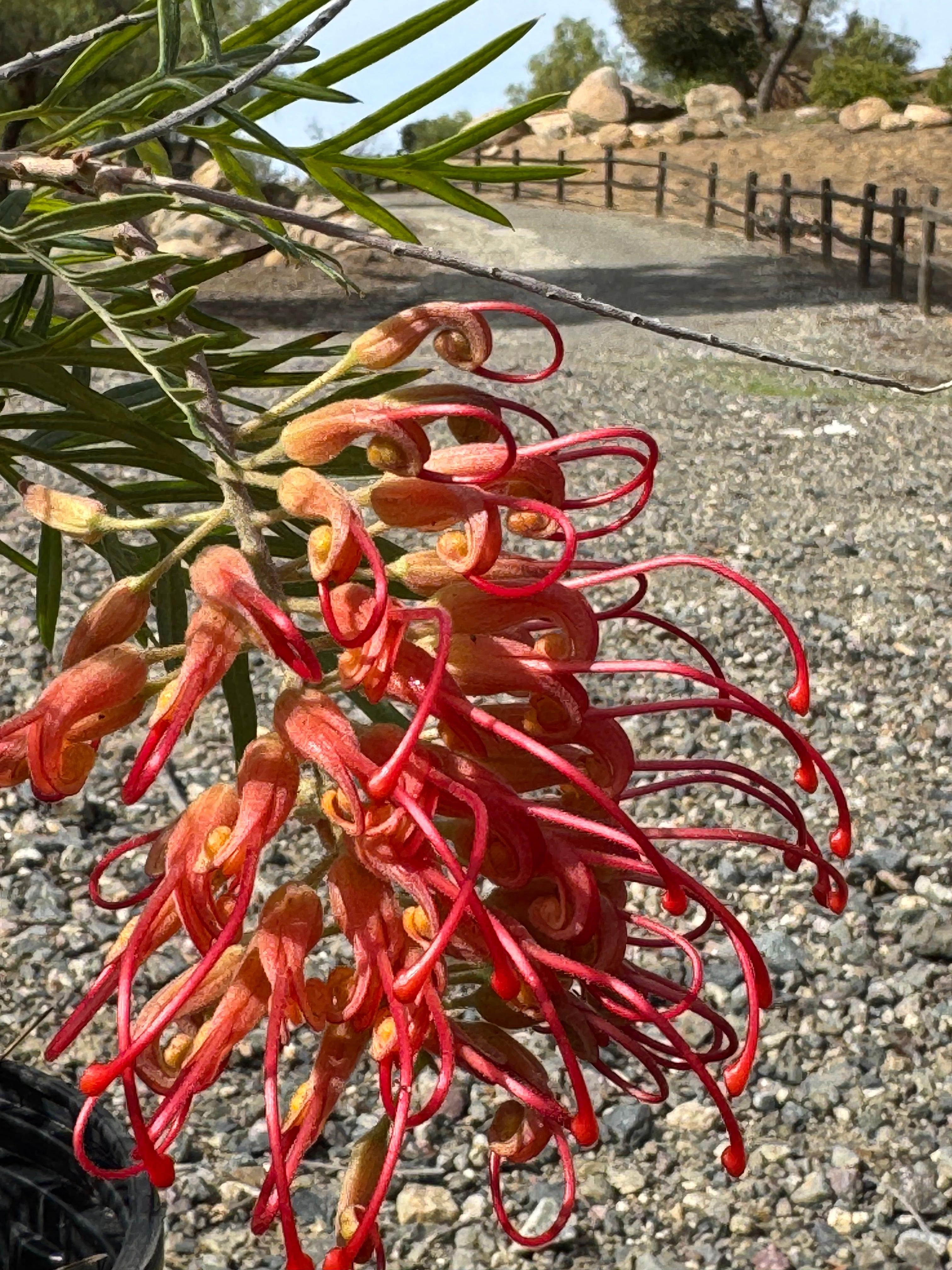 Grevillea Robyn Gordon flower with vibrant red and orange blooms outdoors