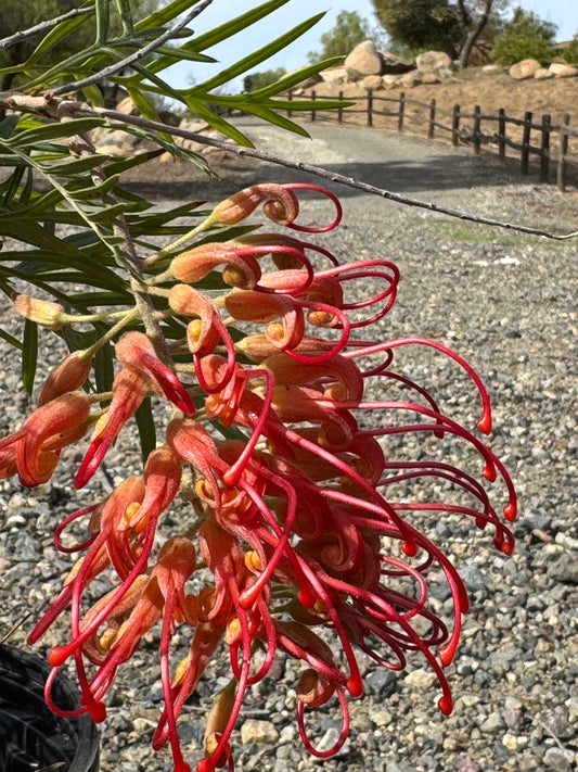 Grevillea Robyn Gordon: A Fiery Display of Color for Your Garden - Bonte Farm