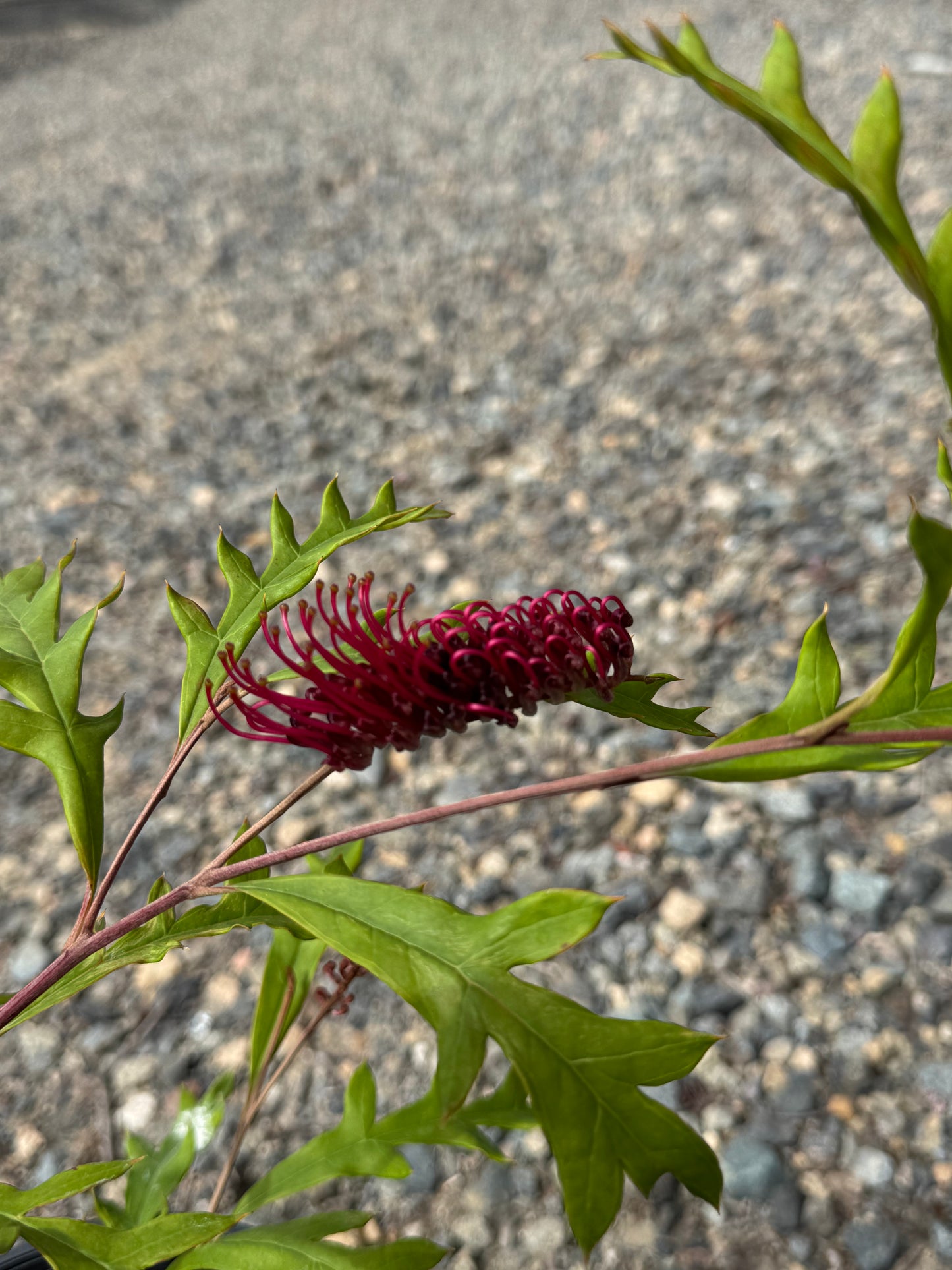 Grevillea 'Fanfare': A Burst of Red in Your Garden - Bonte Farm