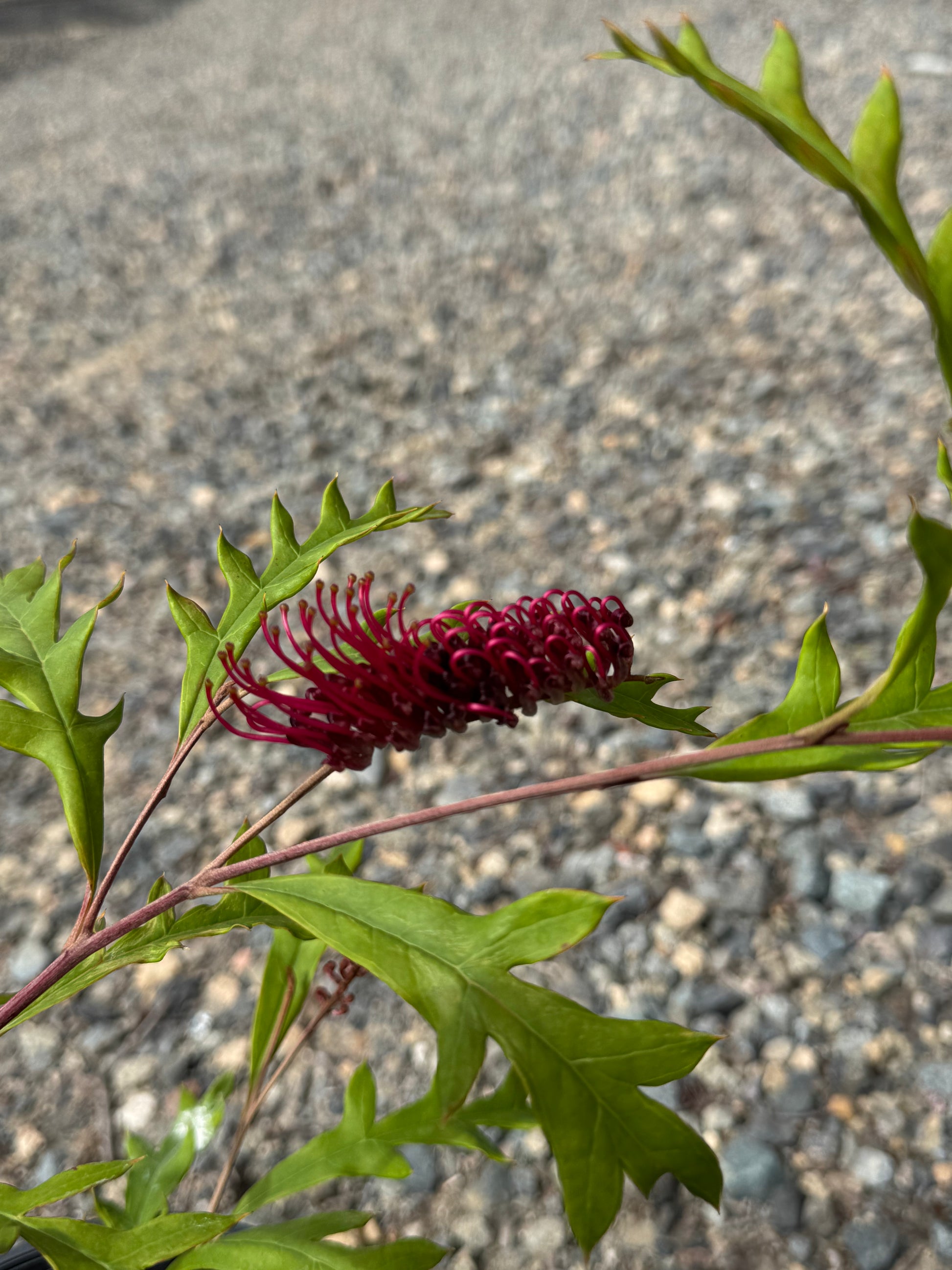 Grevillea 'Fanfare': A Burst of Red in Your Garden - Bonte Farm