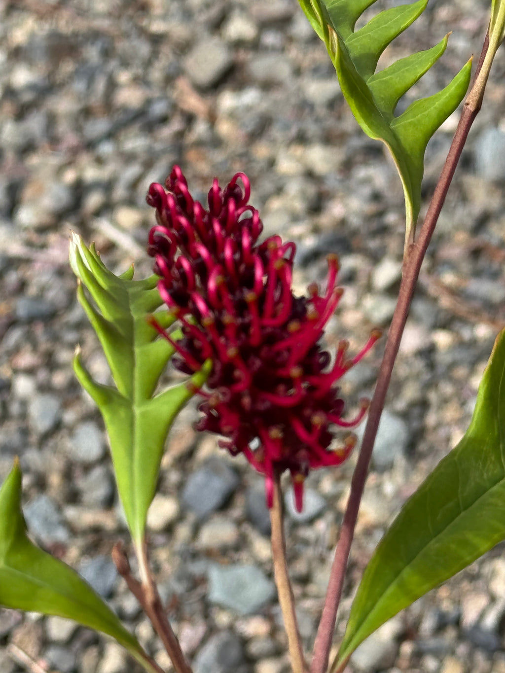 Close-up of vibrant red Protea flower with green leaves in a garden setting