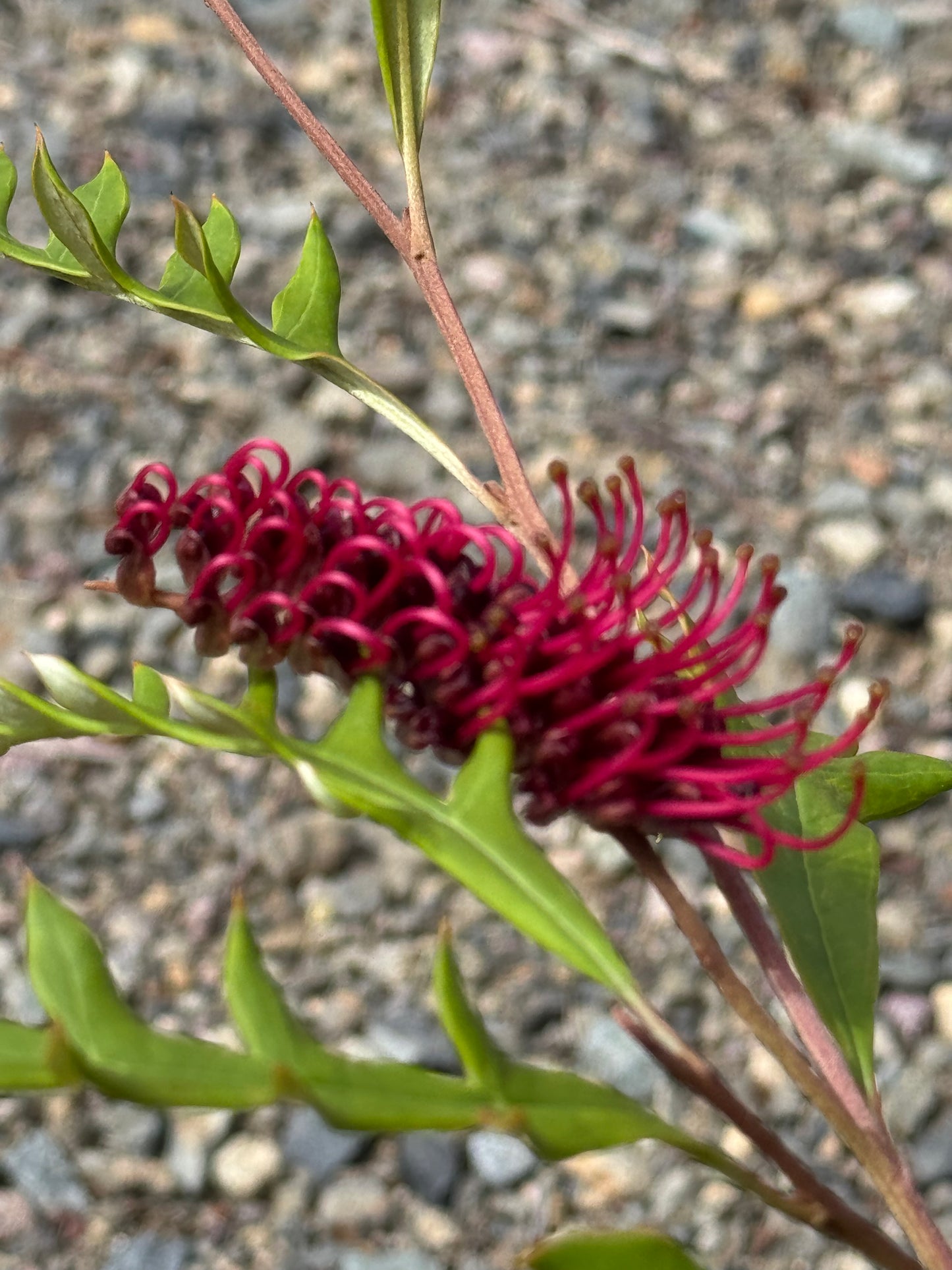 Grevillea 'Fanfare': A Burst of Red in Your Garden - Bonte Farm
