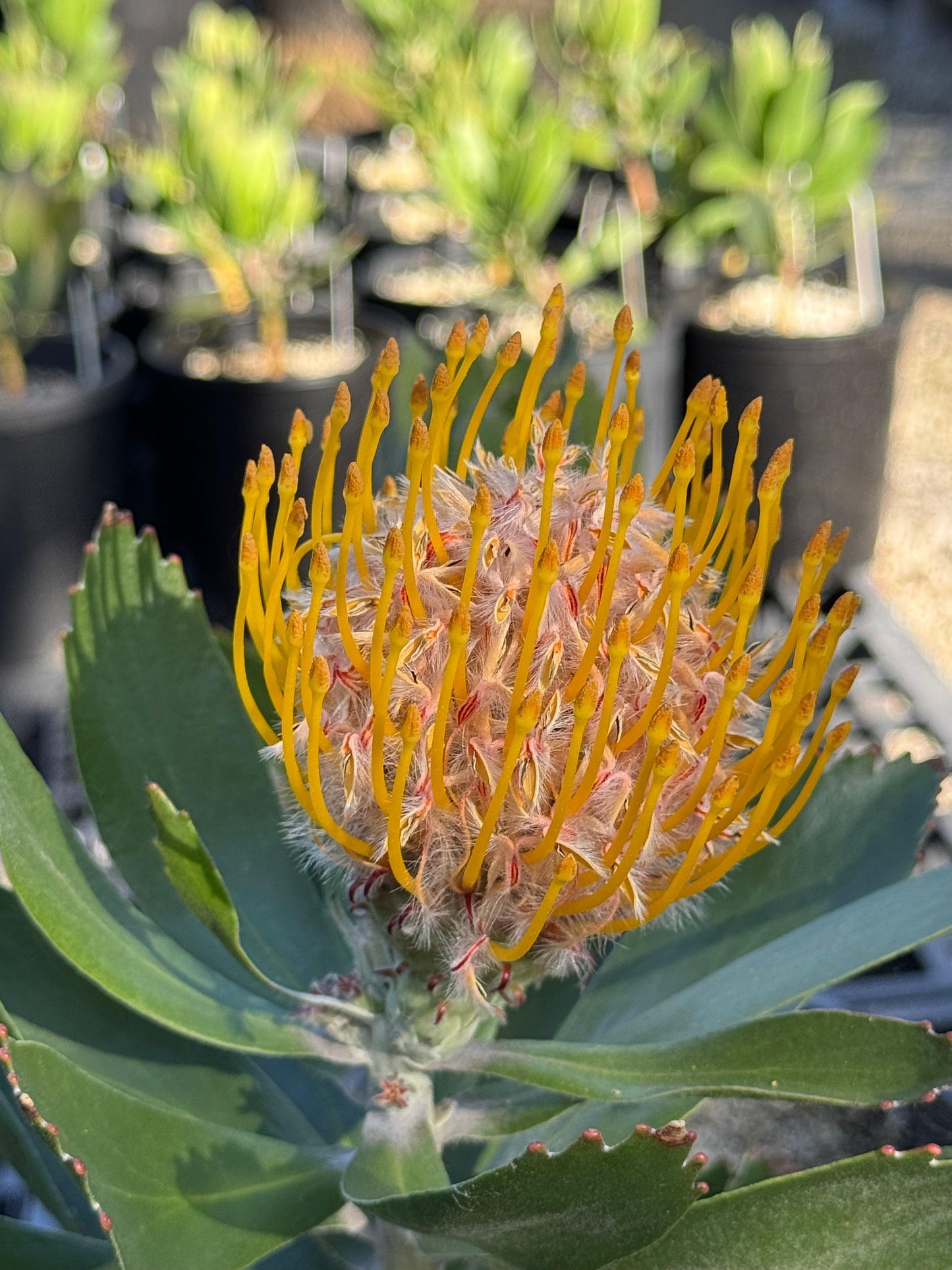 Leucospermum 'Veldfire': Yellow Red Fiery Blooms - Bonte Farm