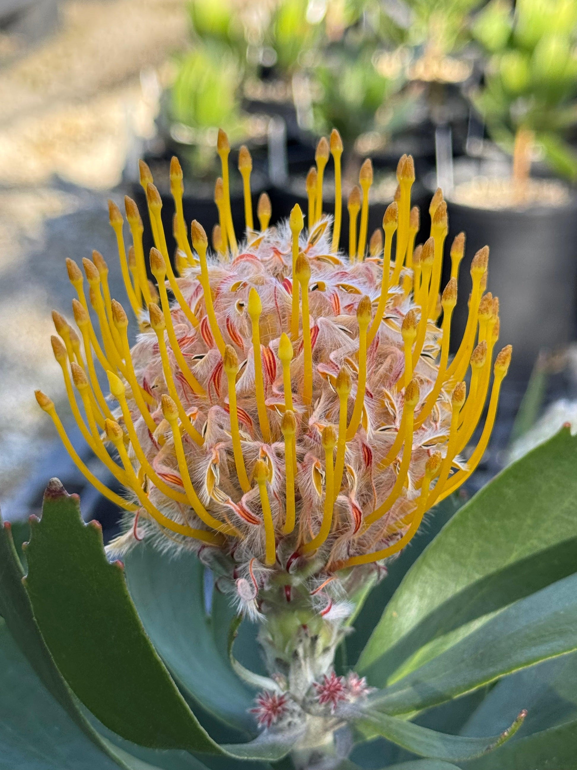 Leucospermum 'Veldfire': Yellow Red Fiery Blooms - Bonte Farm