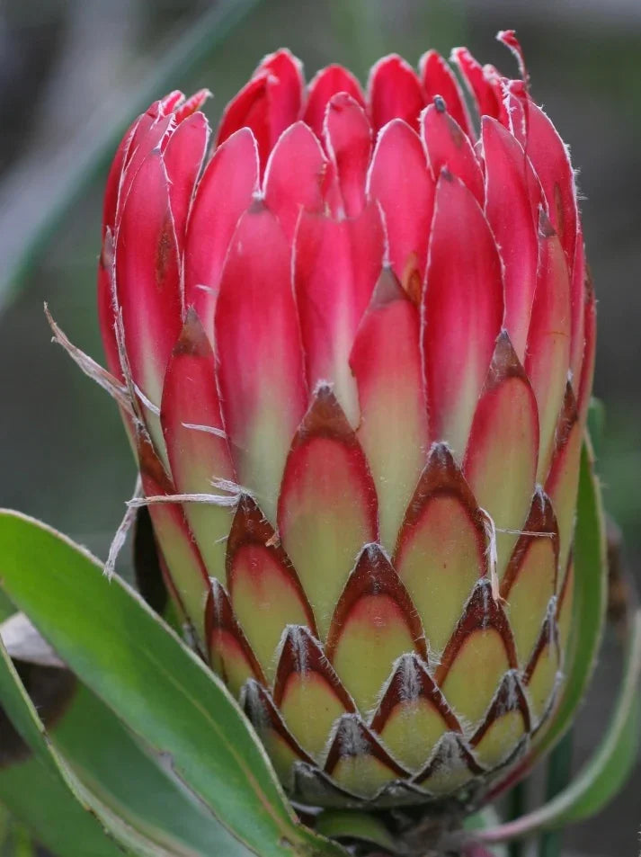 Close-up of Protea Susara flower with pink and cream bracts and green leaves