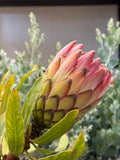 Protea Sylvia bud with pink and green petals and green foliage in natural light