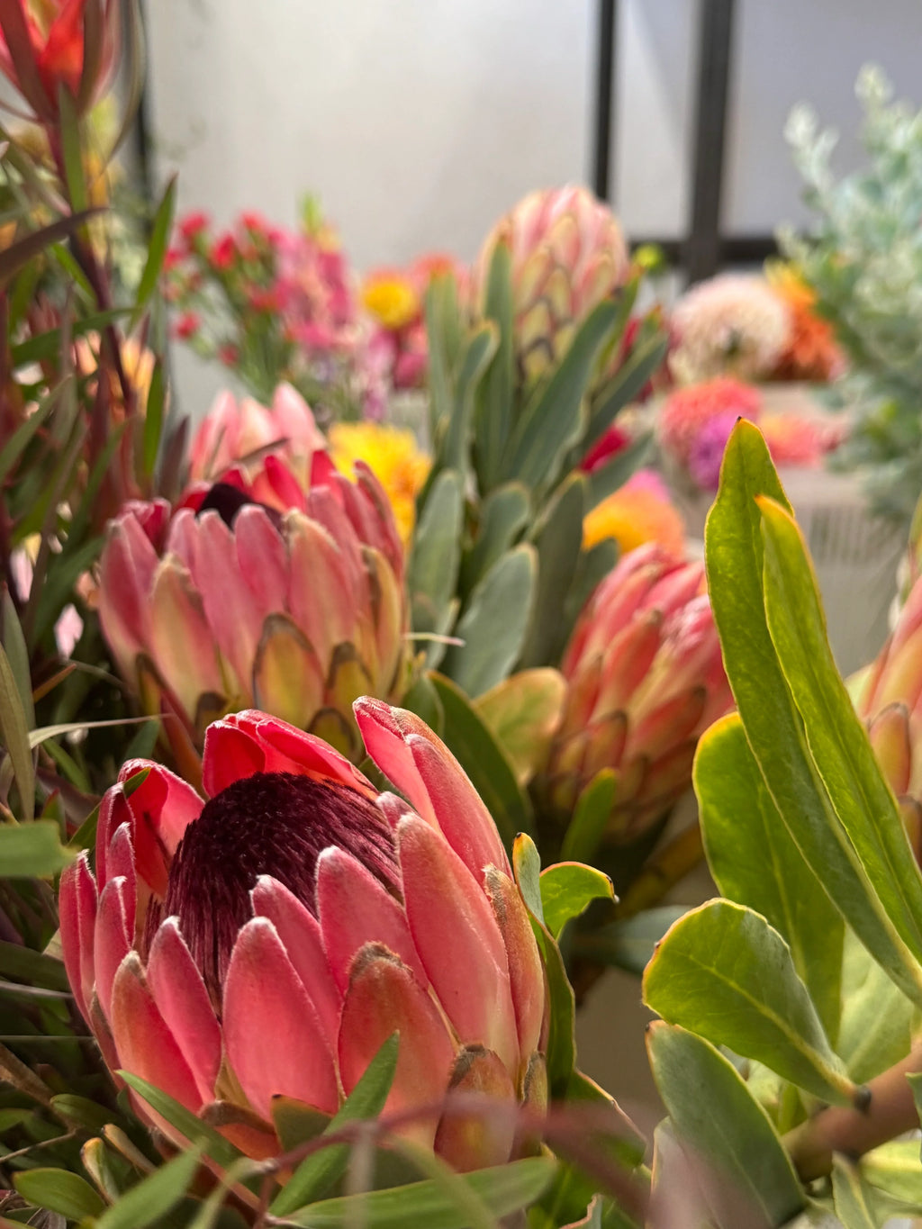 Close-up of blooming pink Protea Sylvia flowers with green leaves.