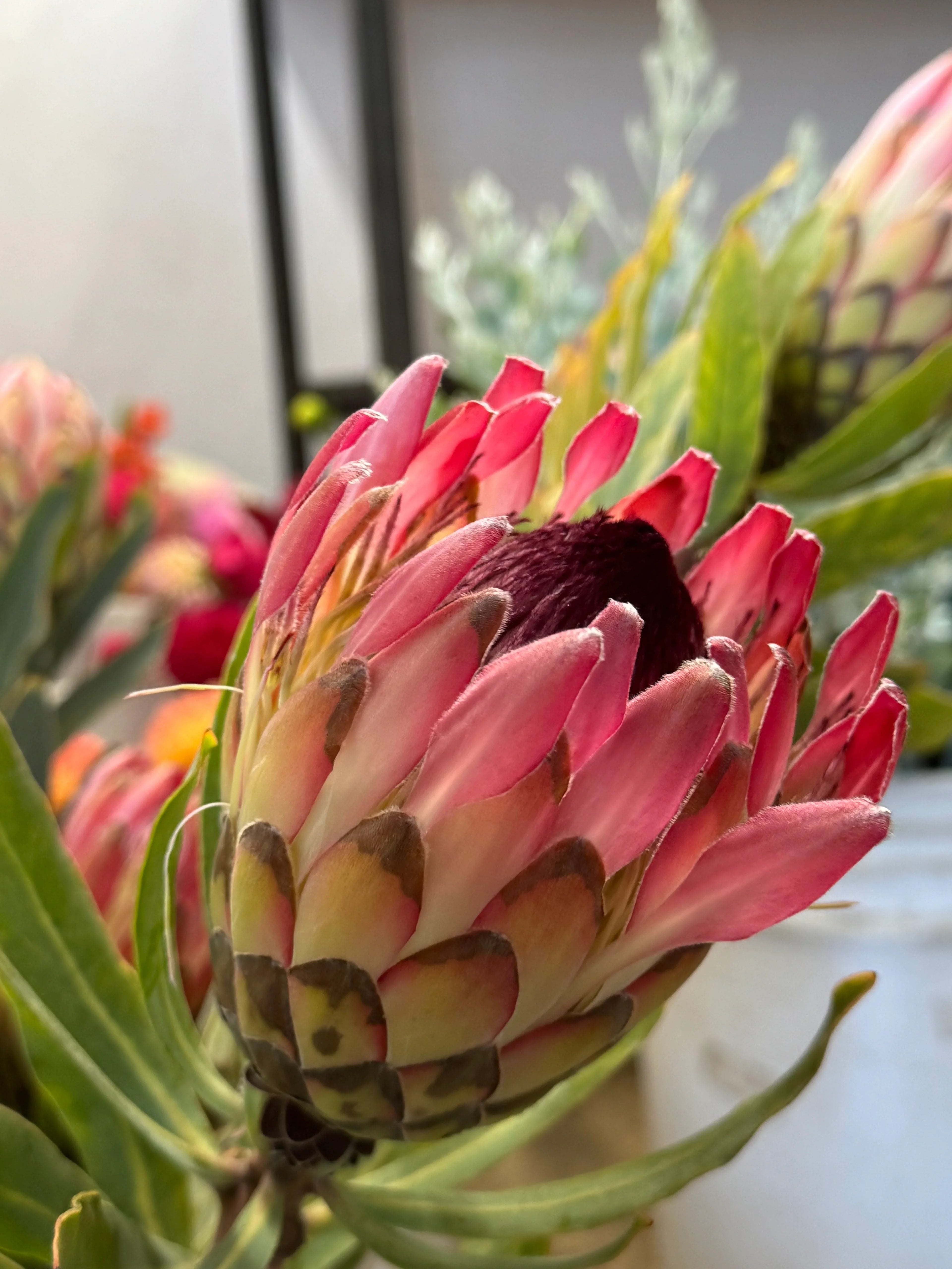 Close-up of a blooming pink Protea Sylvia flower with green leaves indoors.