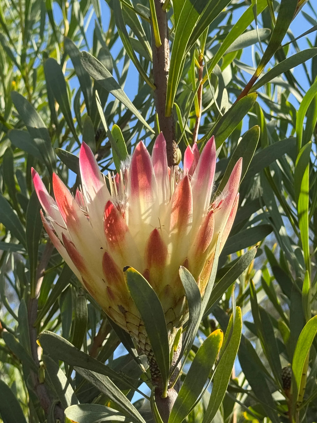Pink Protea repens flower blooming outdoors among green leaves