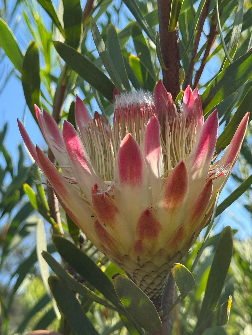 Pink Protea repens flower blooming outdoors with green leaves and blue sky