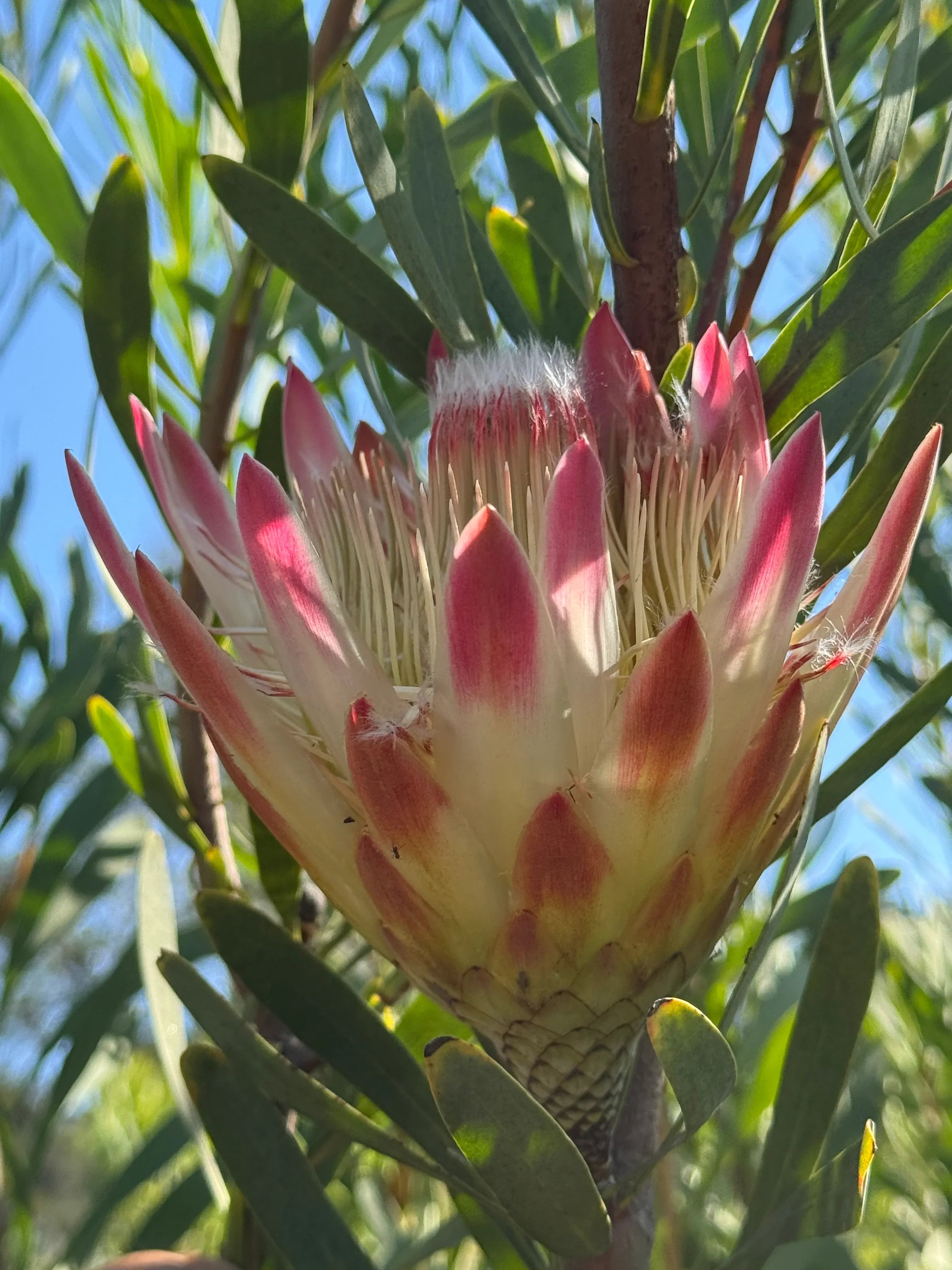 Pink Protea repens flower blooming outdoors with green leaves and blue sky