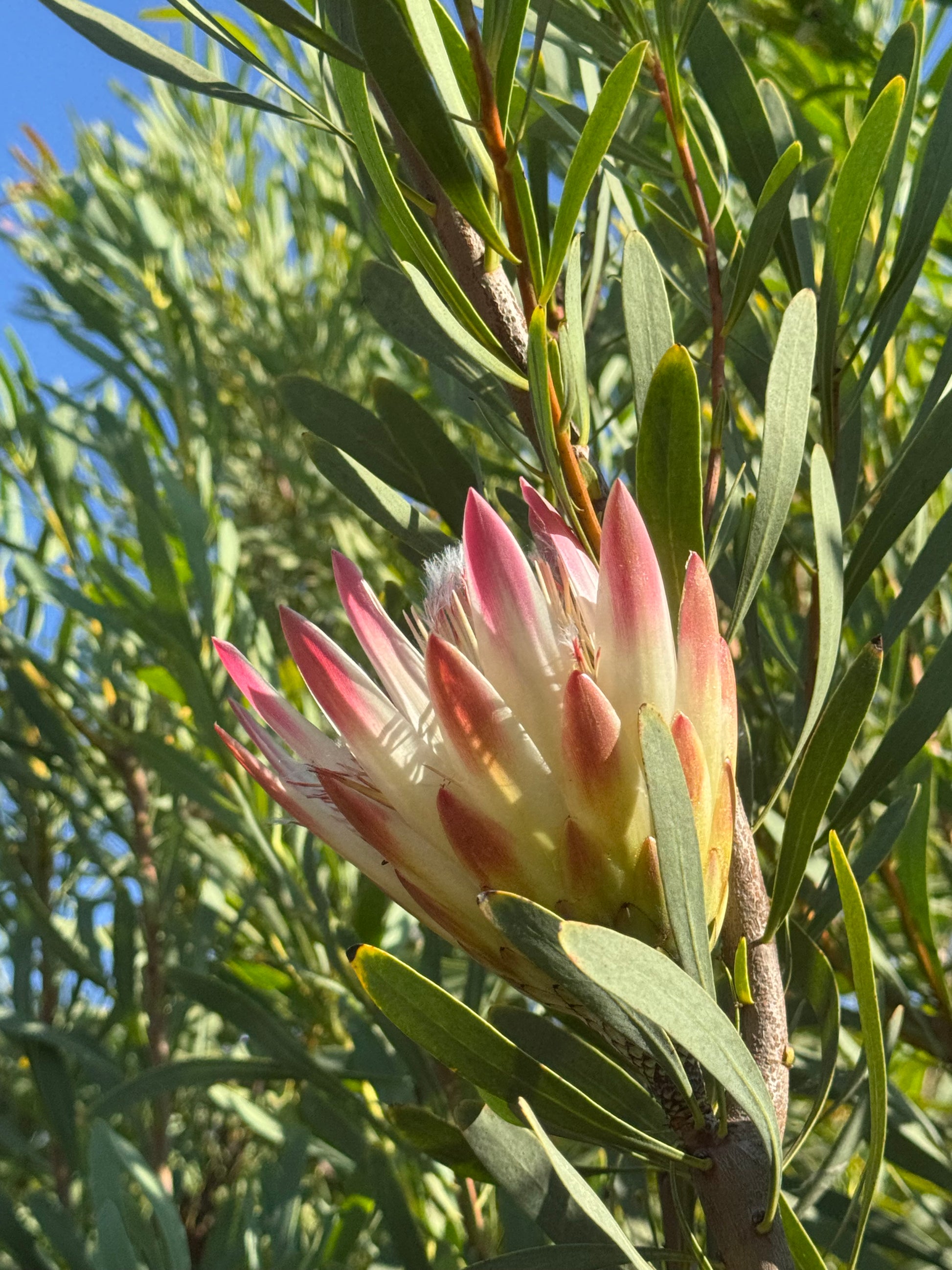 IMG-2917-Protea-Repens-Pink