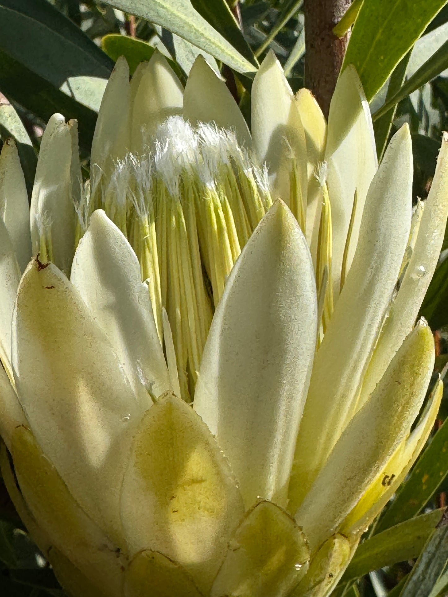 IMG-2919-Protea-Repens-White