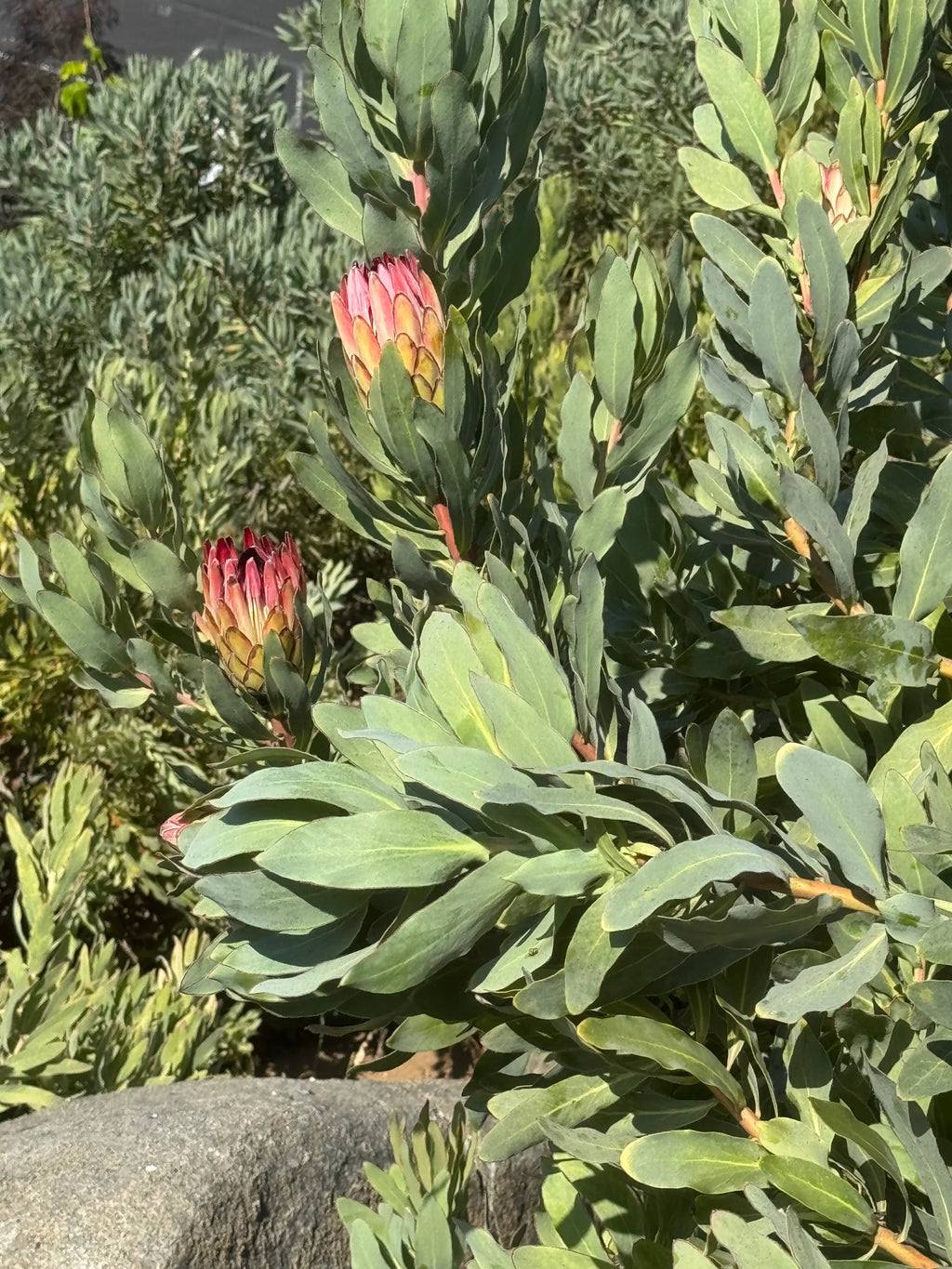 Protea Sylvia plant with pink protea flower buds and green foliage outdoors