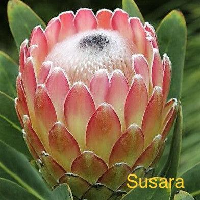 Close-up of a blooming pink Protea Susara flower with green leaves in the background