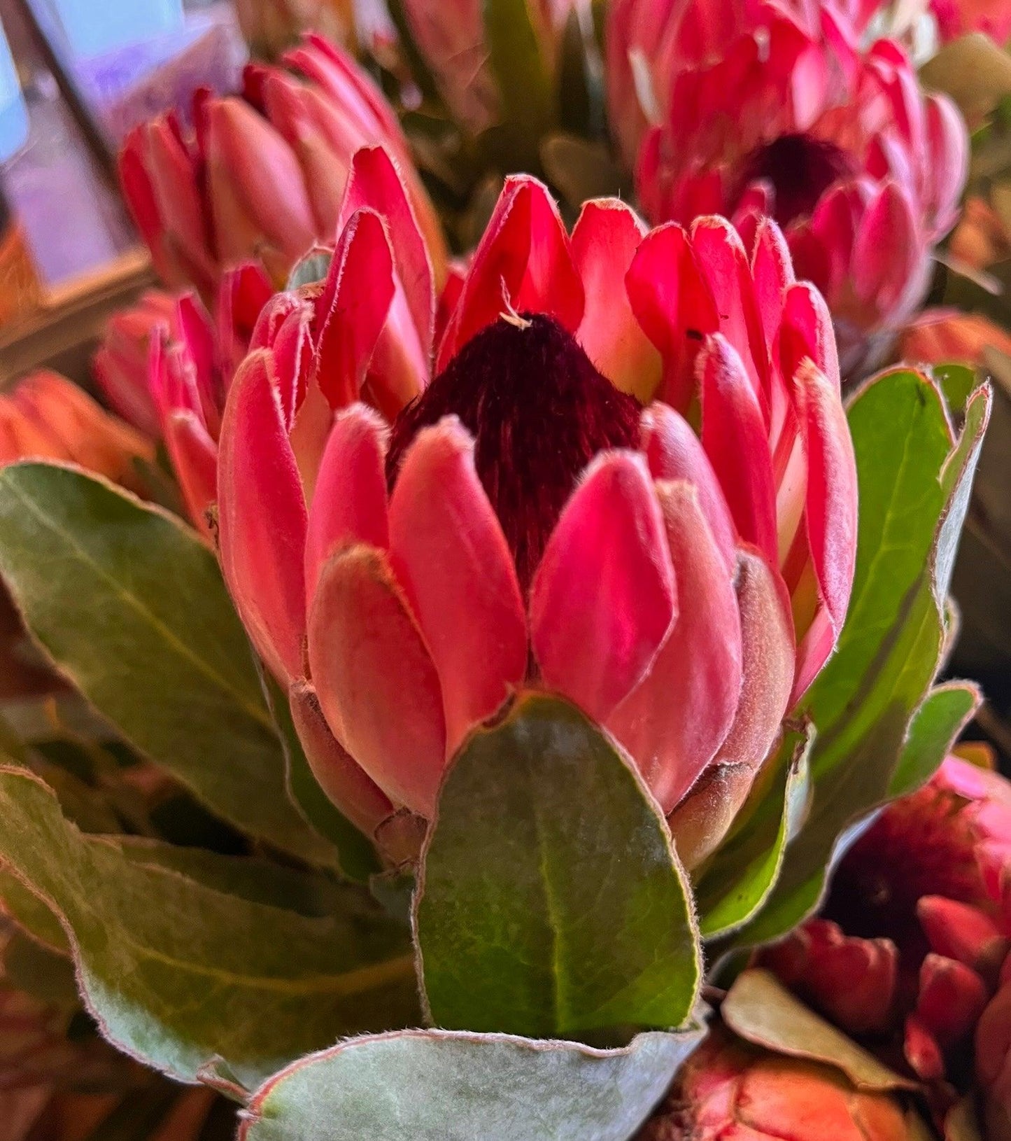 Protea 'Sylvia': Upright, Elegant Pink Cone Protea for Cut Flowers