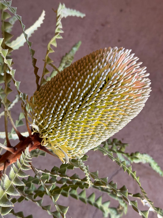 Close-up of a yellow-green Banksia flower with serrated leaves, Australian native plant