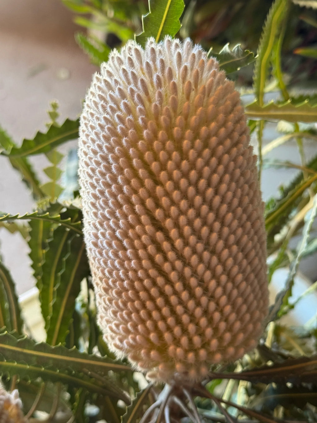 Close-up of fuzzy Banksia flower with serrated green leaves, exotic plant species