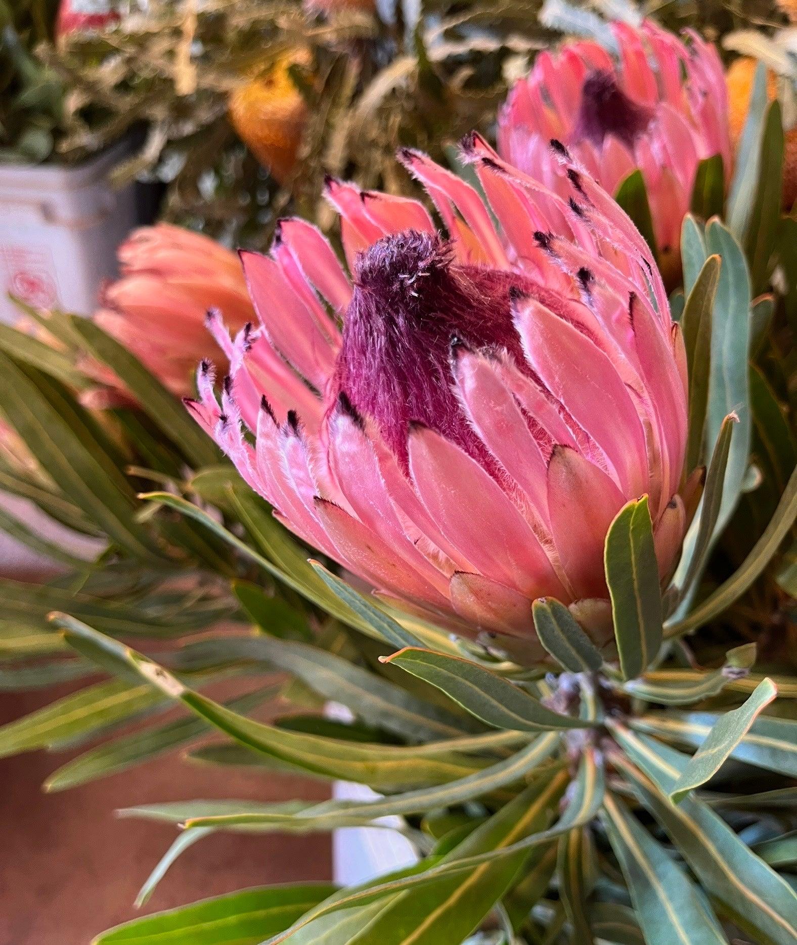 Close-up of a blooming pink Protea longifolia flower with green foliage