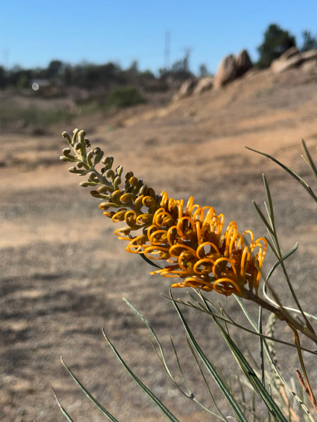 Grevillea Honey Gem with bright yellow-orange flowers in a dry, sunny landscape
