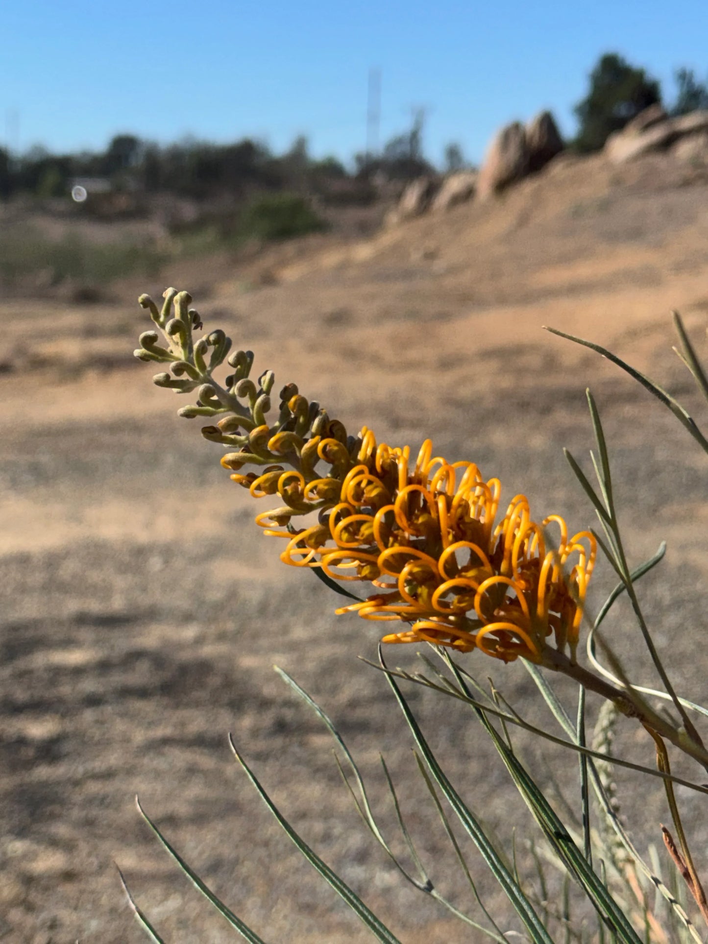 Grevillea Honey Gem with bright yellow-orange flowers in a dry, sunny landscape