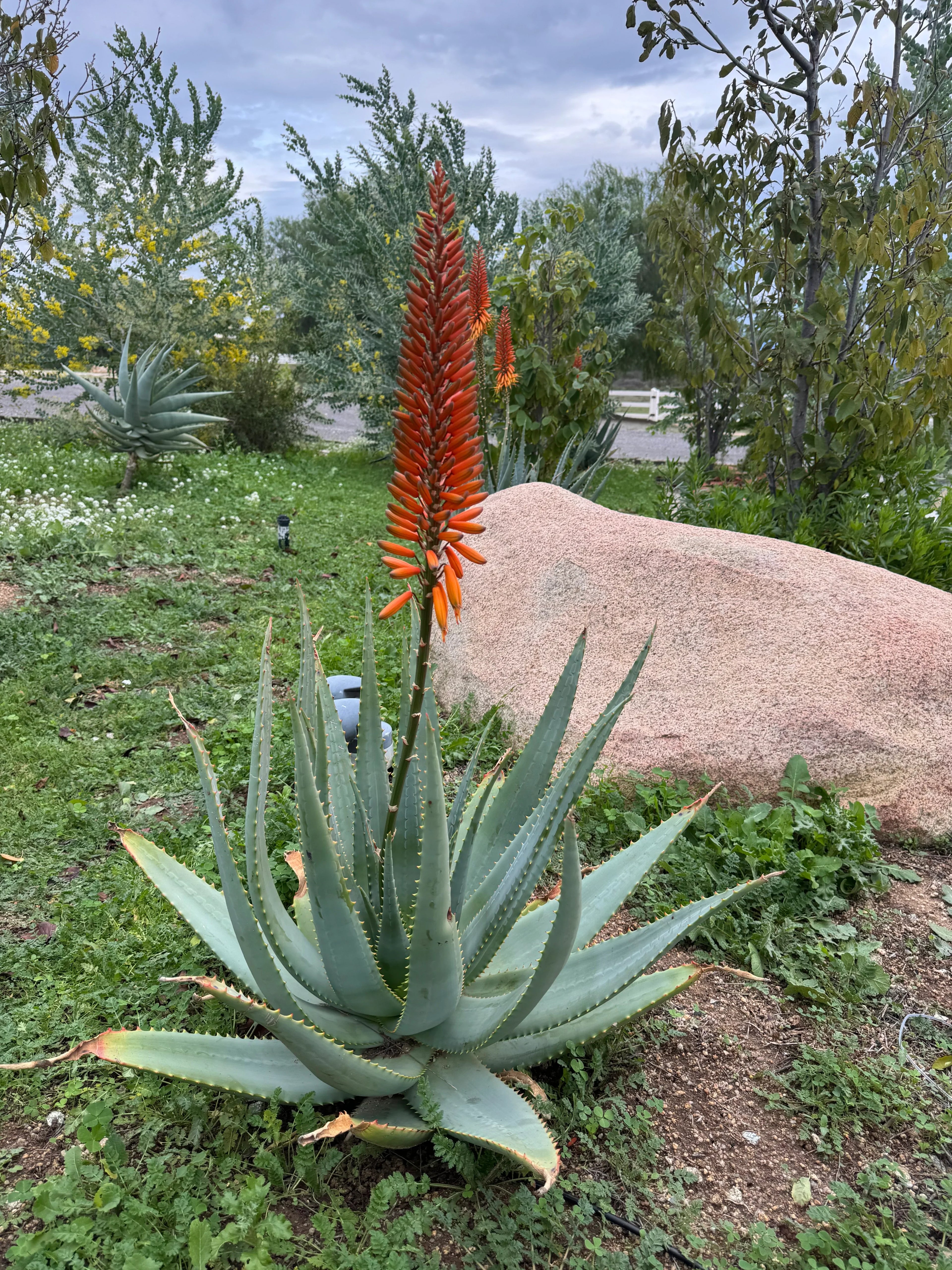 Aloe plant with tall orange flower spike in a green garden landscape