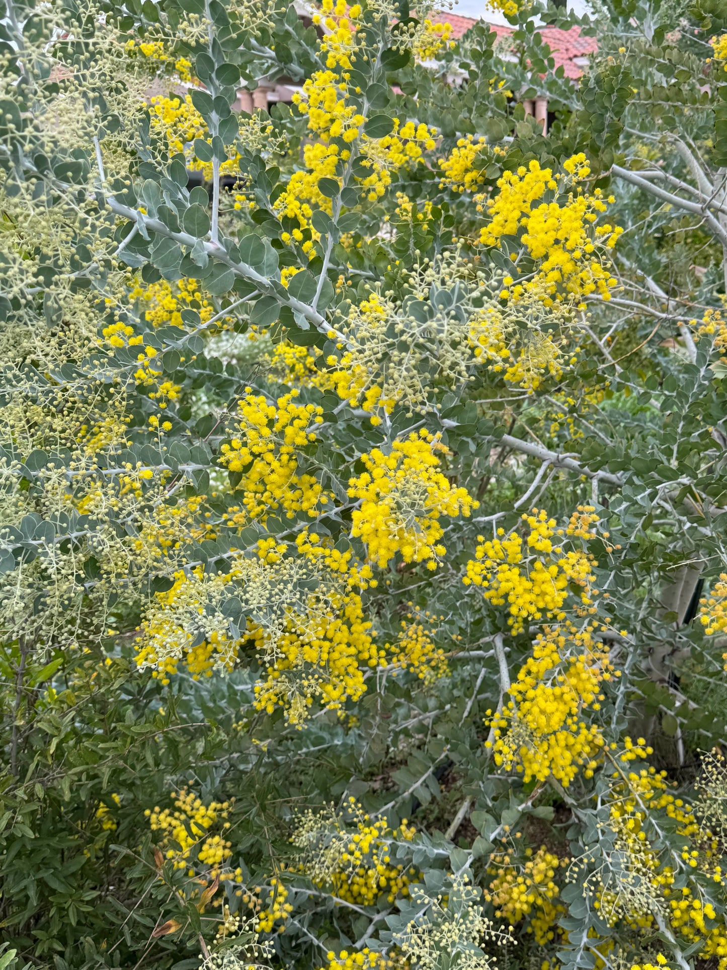 Acacia podalyriifolia plant with silver-gray leaves and clusters of bright yellow flowers