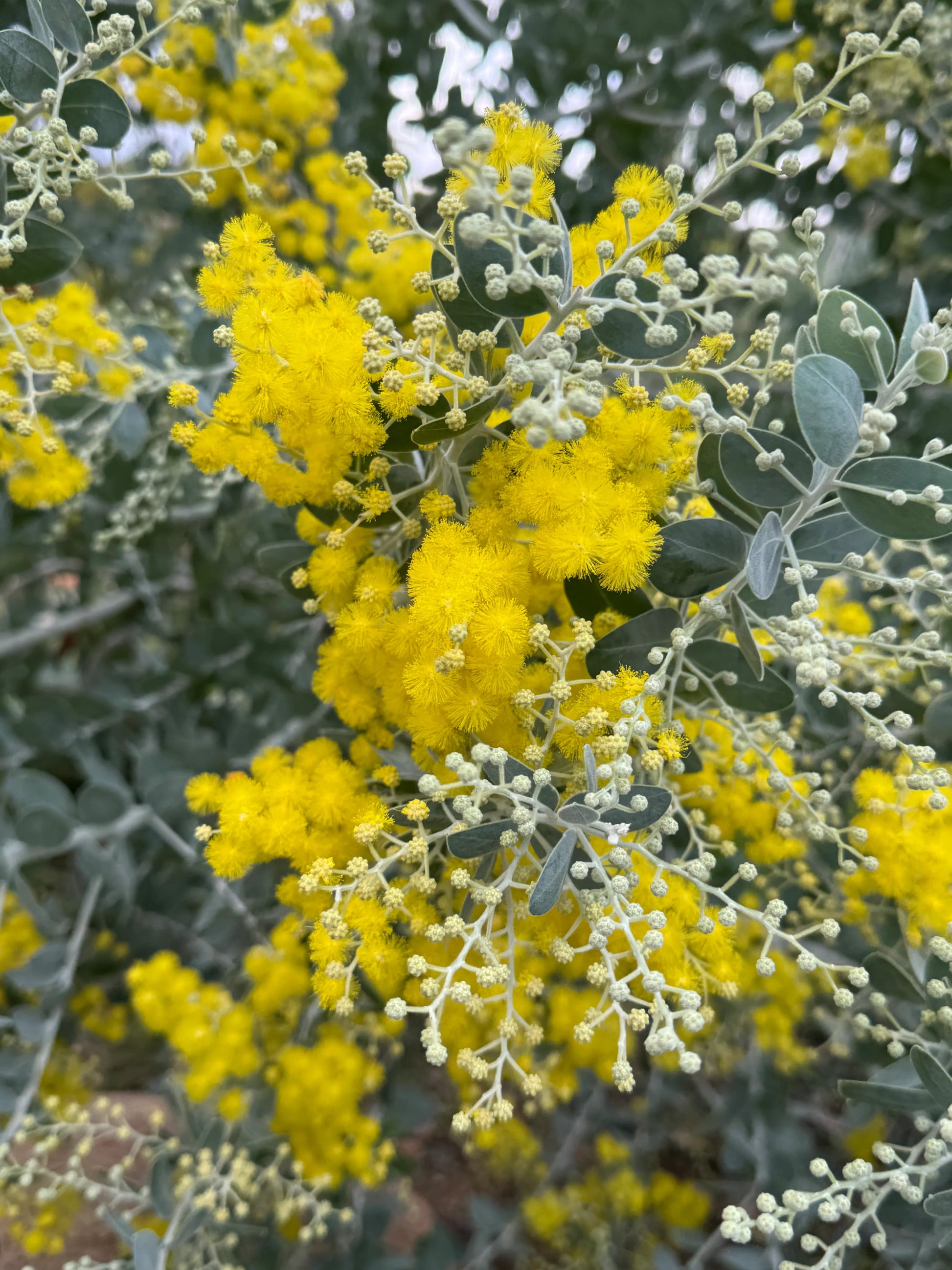 Acacia podalyriifolia close-up with silvery leaves and bright yellow fluffy flowers