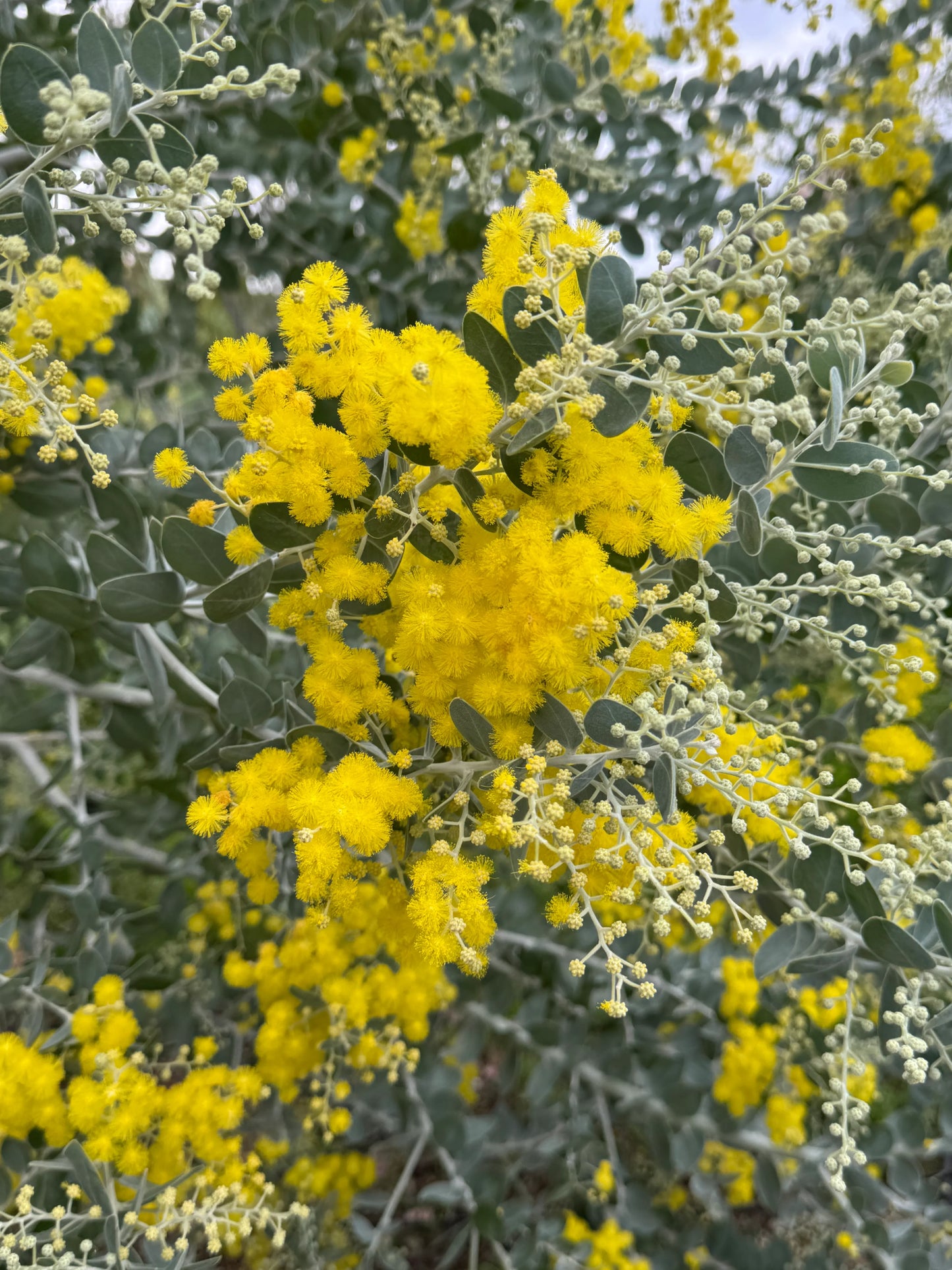 Acacia podalyriifolia branch with bright yellow fluffy flowers and silver-green leaves