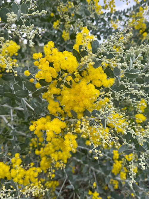 Acacia podalyriifolia branch with bright yellow fluffy flowers and silver-green leaves