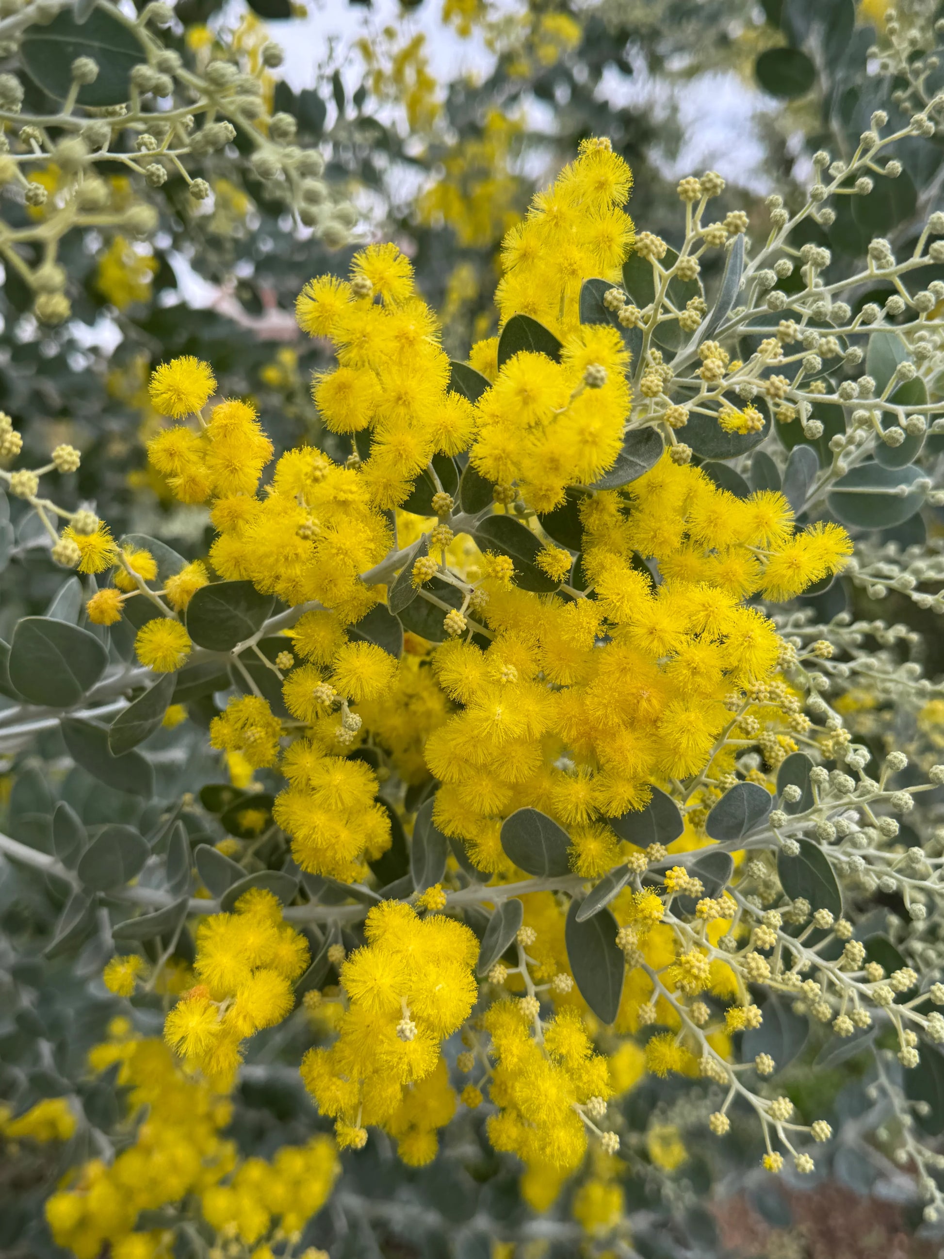 Acacia podalyriifolia with bright yellow fluffy flowers and silvery-green leaves