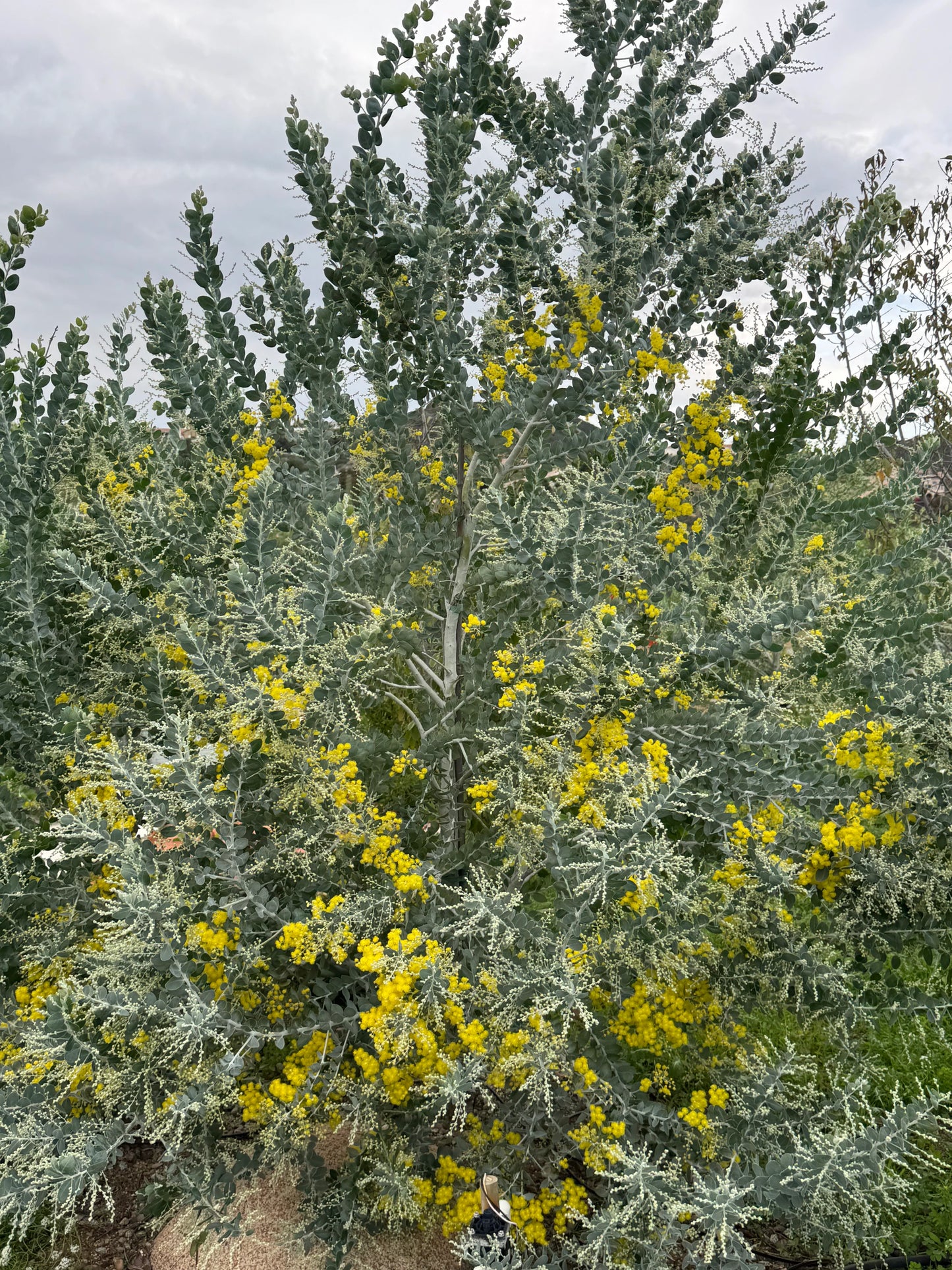 Acacia podalyriifolia tree with silver-grey foliage and bright yellow flowers outdoors