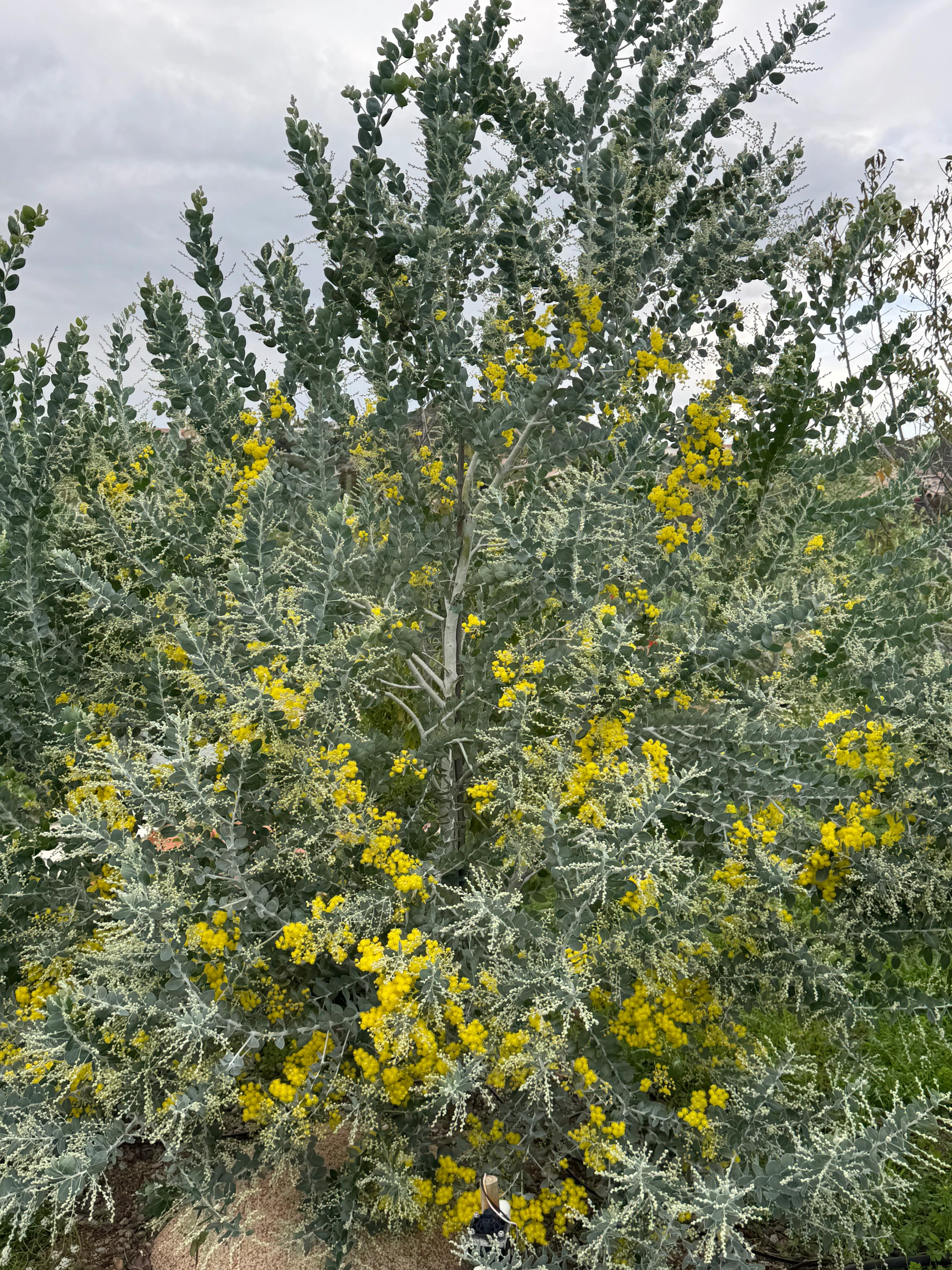 Acacia podalyriifolia tree with silver-grey foliage and bright yellow flowers outdoors