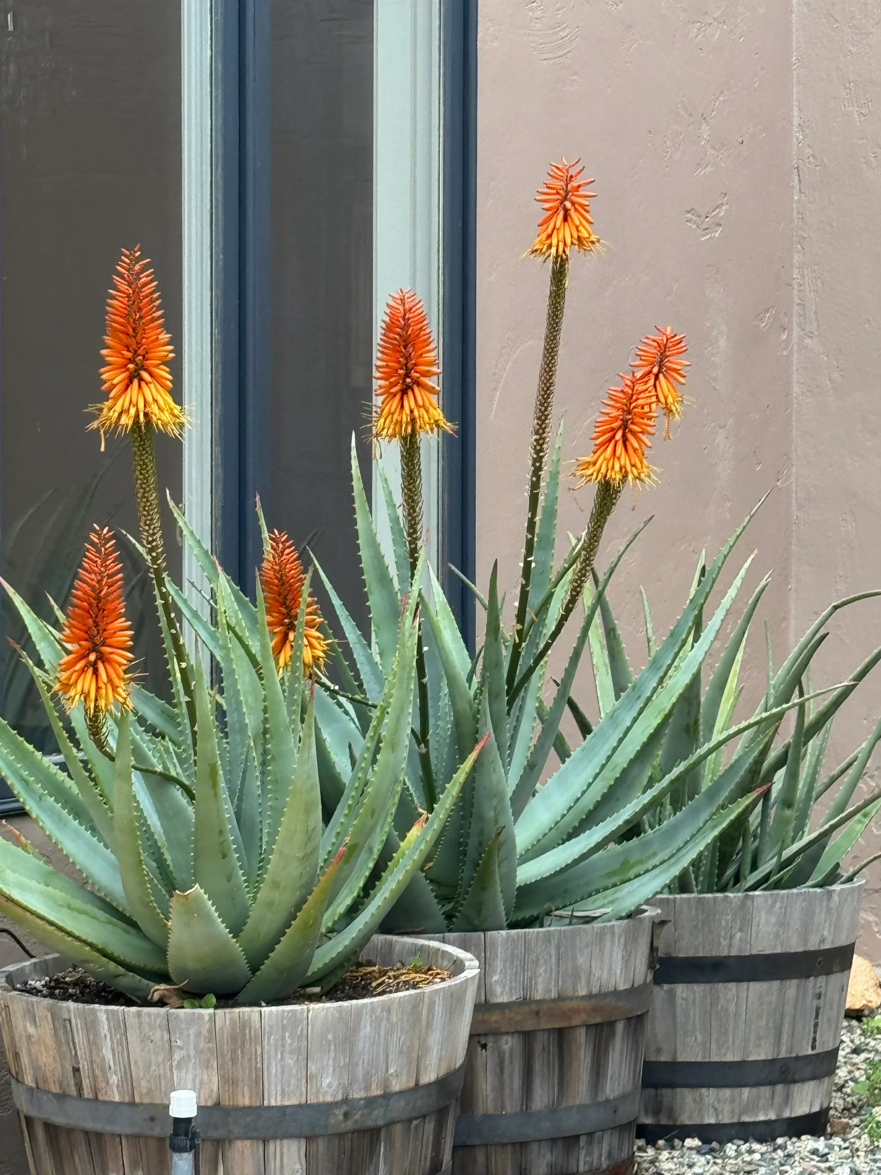 Potted aloe plants with tall orange-yellow flower spikes by a window outside.