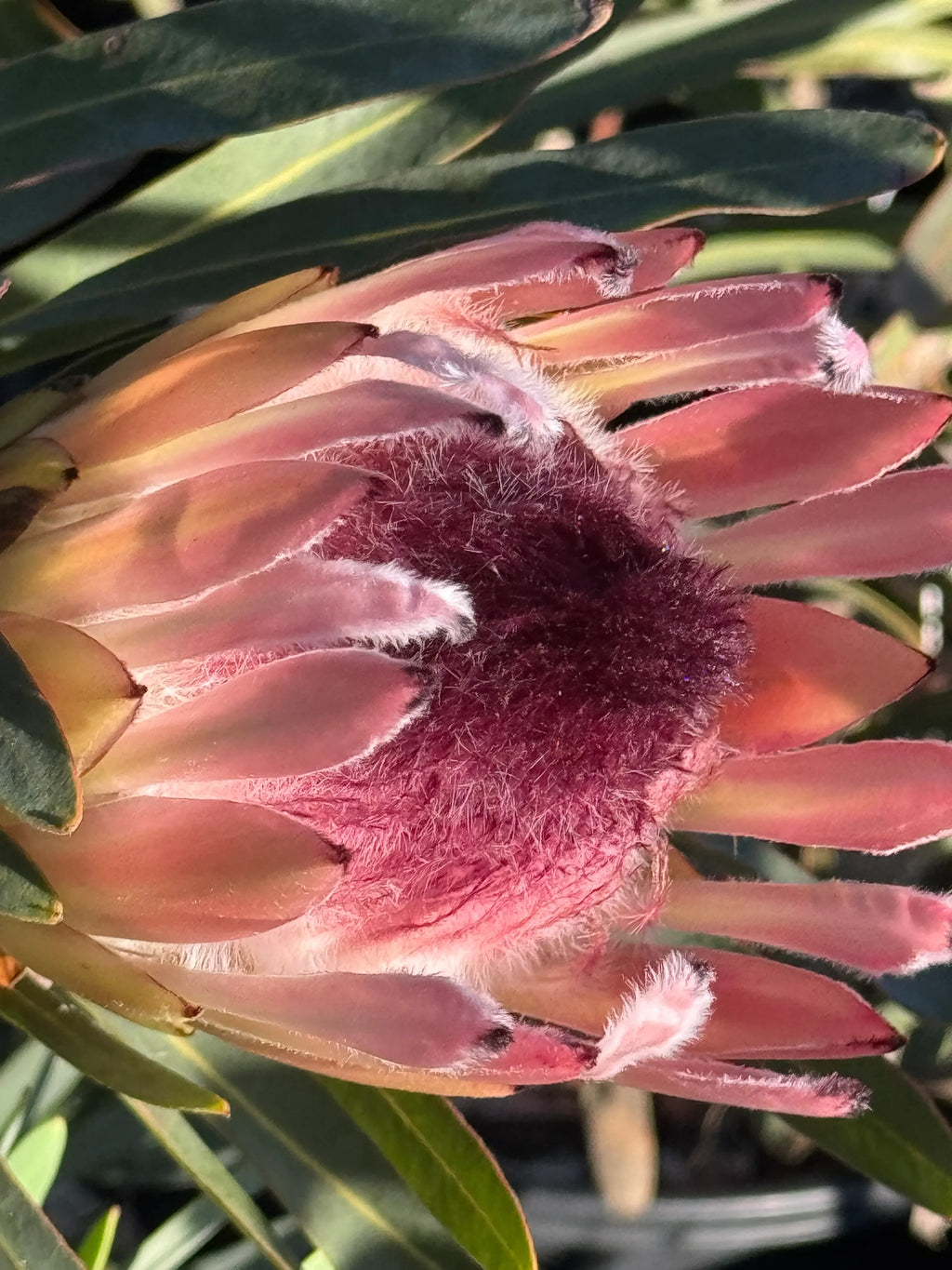 Close-up of blooming Protea longifolia with pink petals and green foliage outdoors