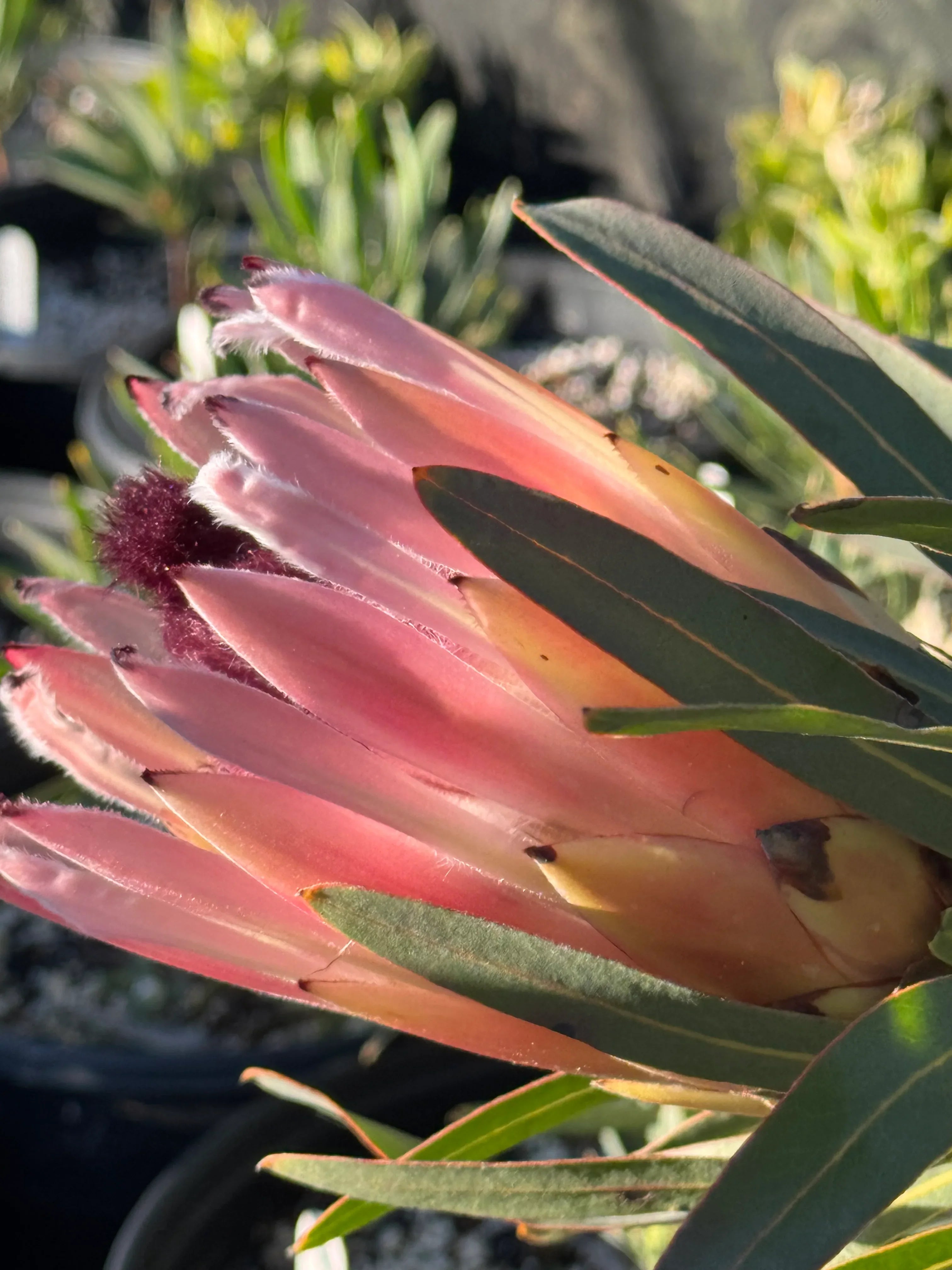 Close-up of pink Protea longifolia flower with green leaves in a garden setting