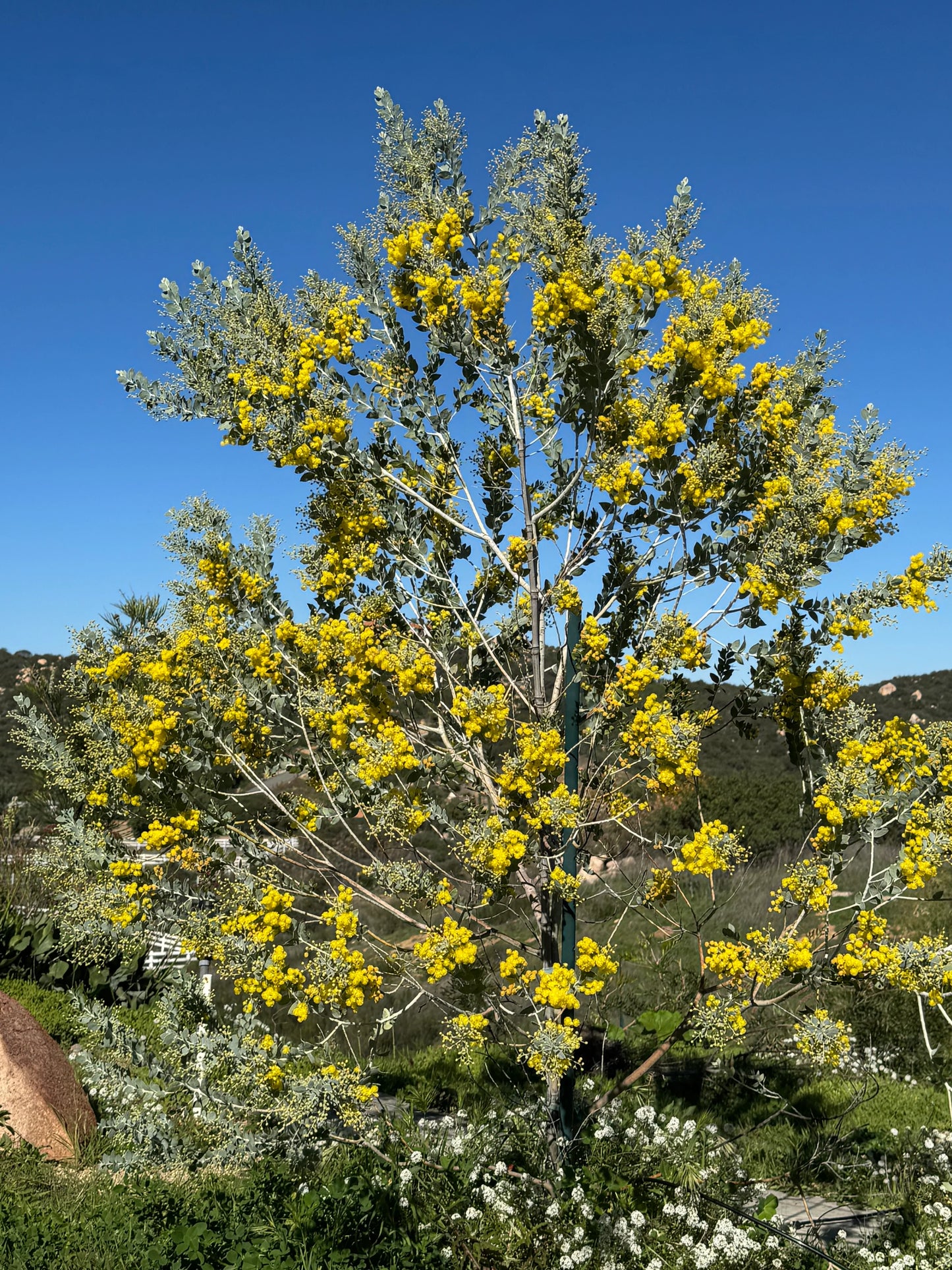 Acacia podalyriifolia tree with bright yellow flowers outdoors under clear blue sky