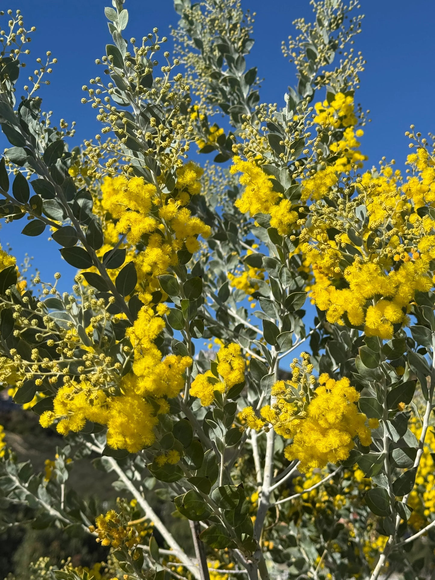 Acacia podalyriifolia with silver-gray leaves and bright yellow fluffy flowers outdoors