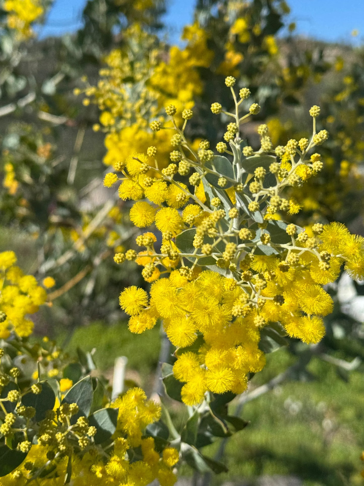 Acacia podalyriifolia with bright yellow spherical flowers and silver-green leaves outdoors