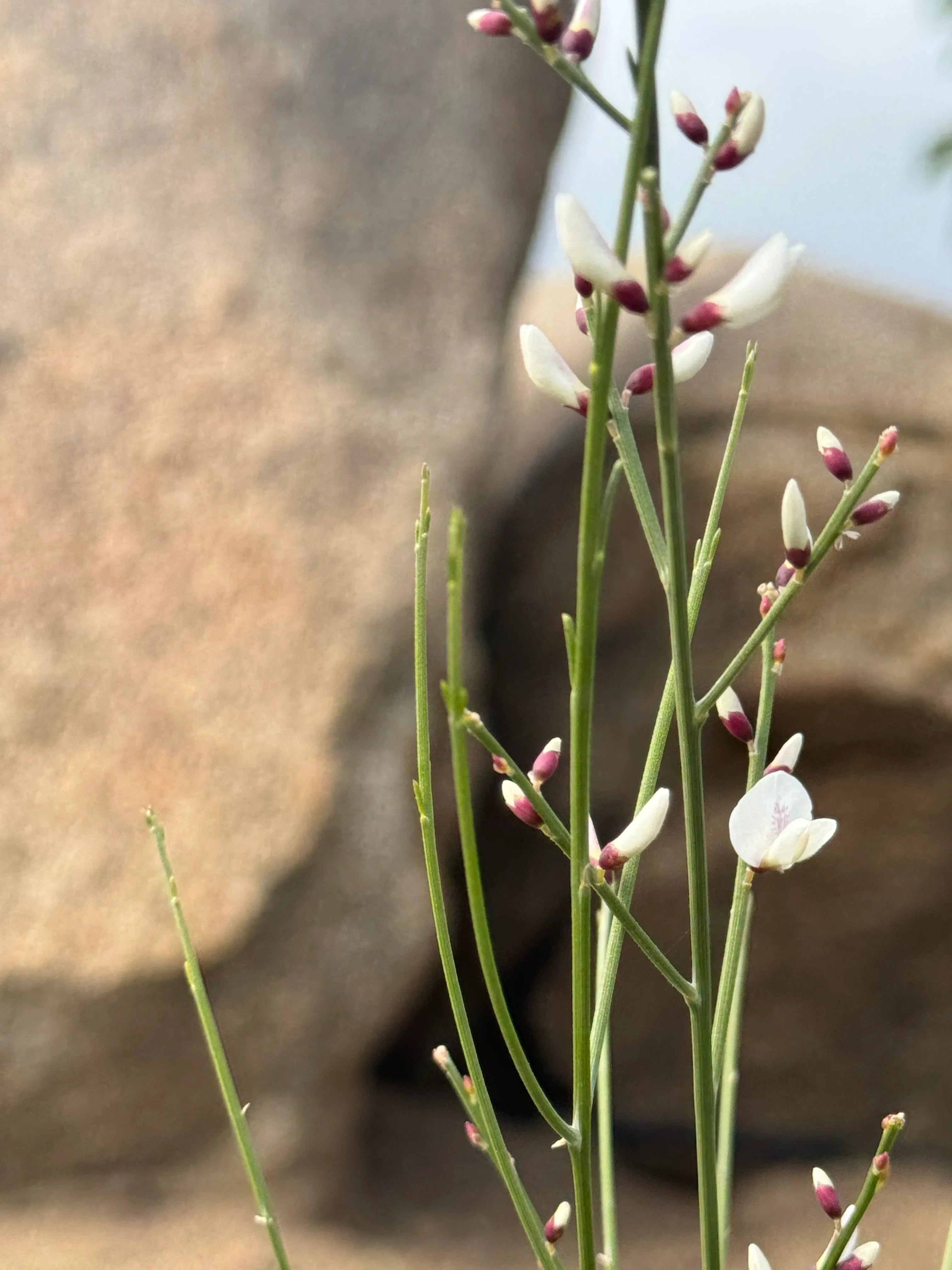 Genista plant with delicate white and pink flowers against a natural stone background