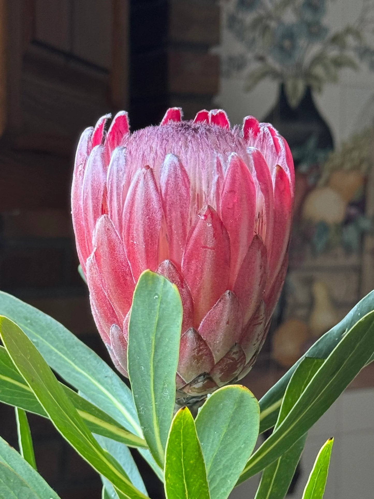 Close-up of a pink protea flower bud with green leaves indoors