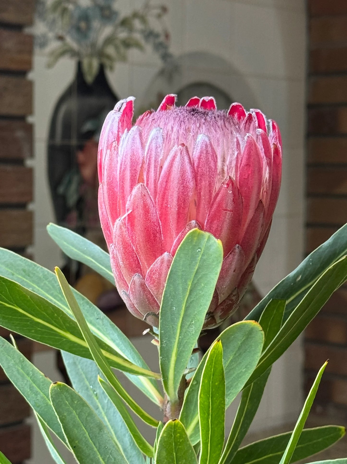 Close-up of a blooming pink protea flower with green leaves indoors