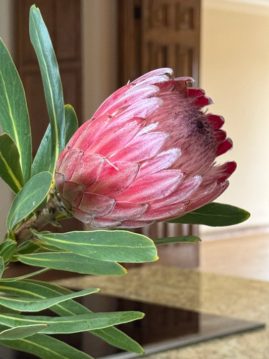 Pink protea flower bud with green leaves indoors, exotic plant close-up.
