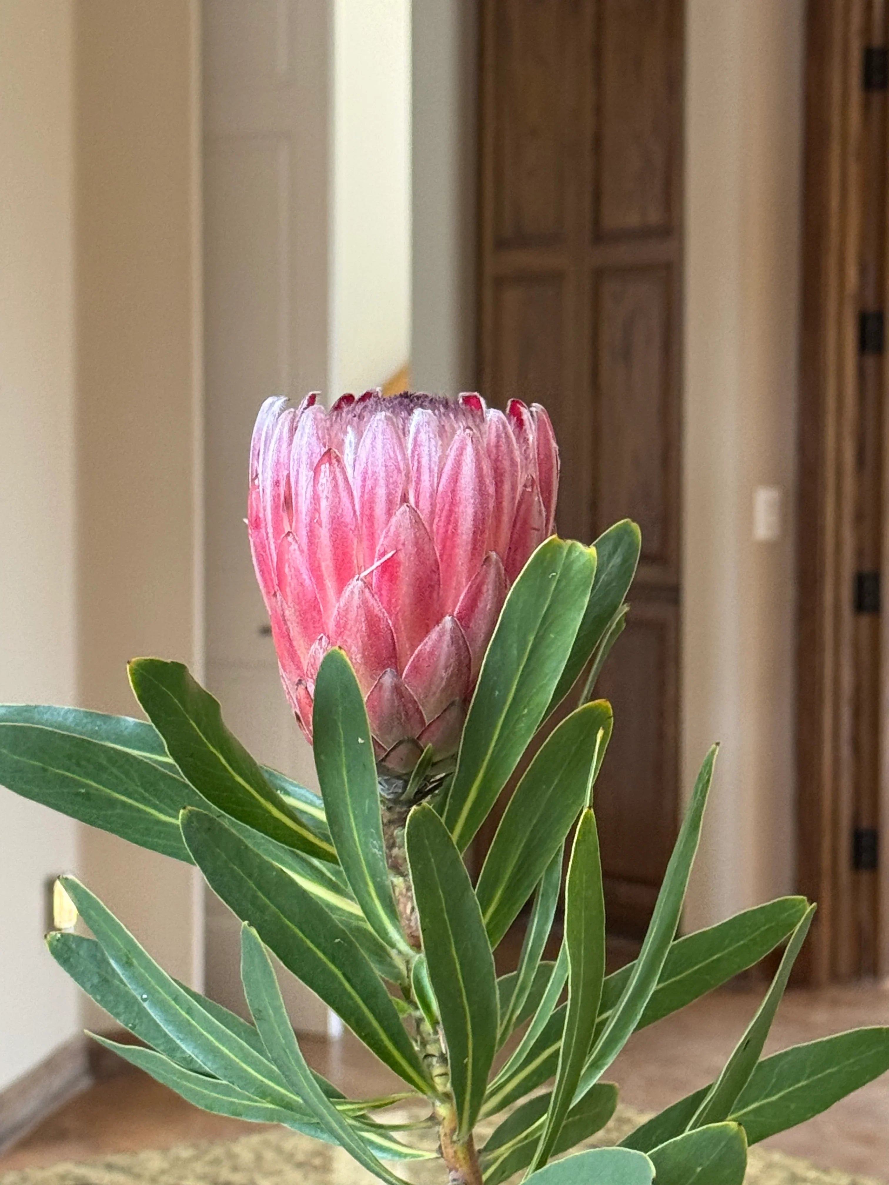 Pink protea flower with green leaves in an indoor setting