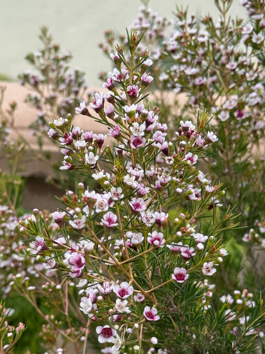Waxflower Southern Stars plant with clusters of small pink and white blooms outdoors